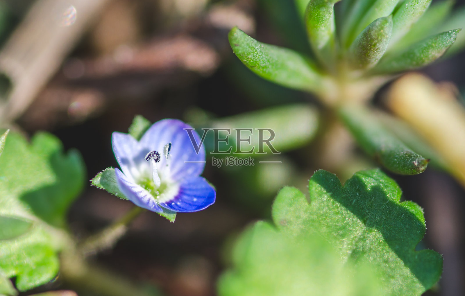 小蓝马齿苋(马齿苋科)花的雄蕊近距离开放或在花园里的绿色背景上开花，选择性聚焦照片摄影图片