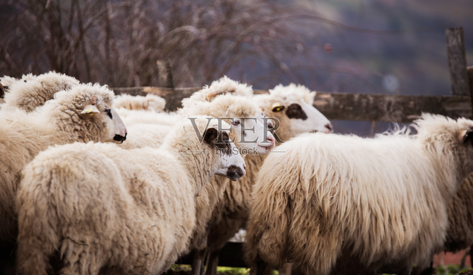 群绵羊。照片摄影图片