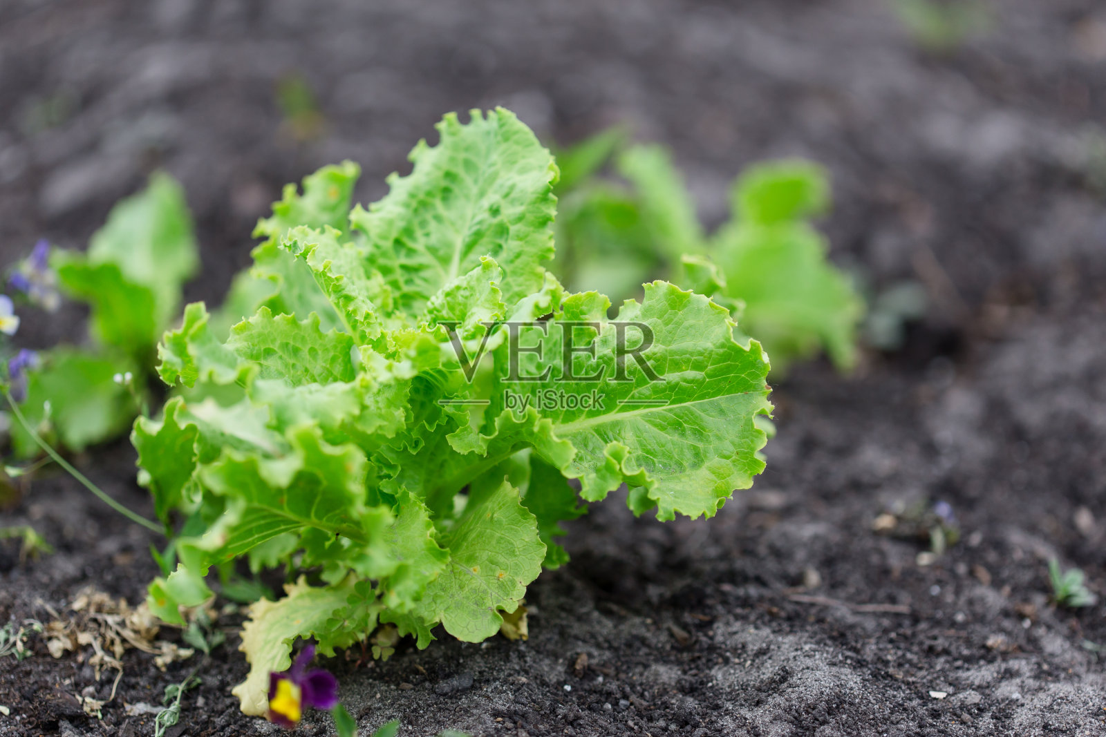 有机园艺，生菜沙拉植物的幼叶生长在家庭花园照片摄影图片