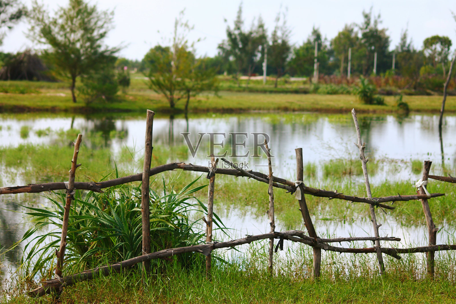绿色沼泽照片摄影图片