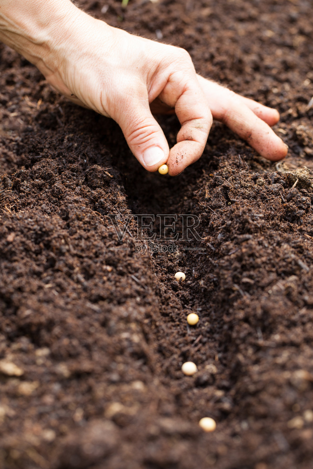 用手把种子种在地里——大豆种子照片摄影图片