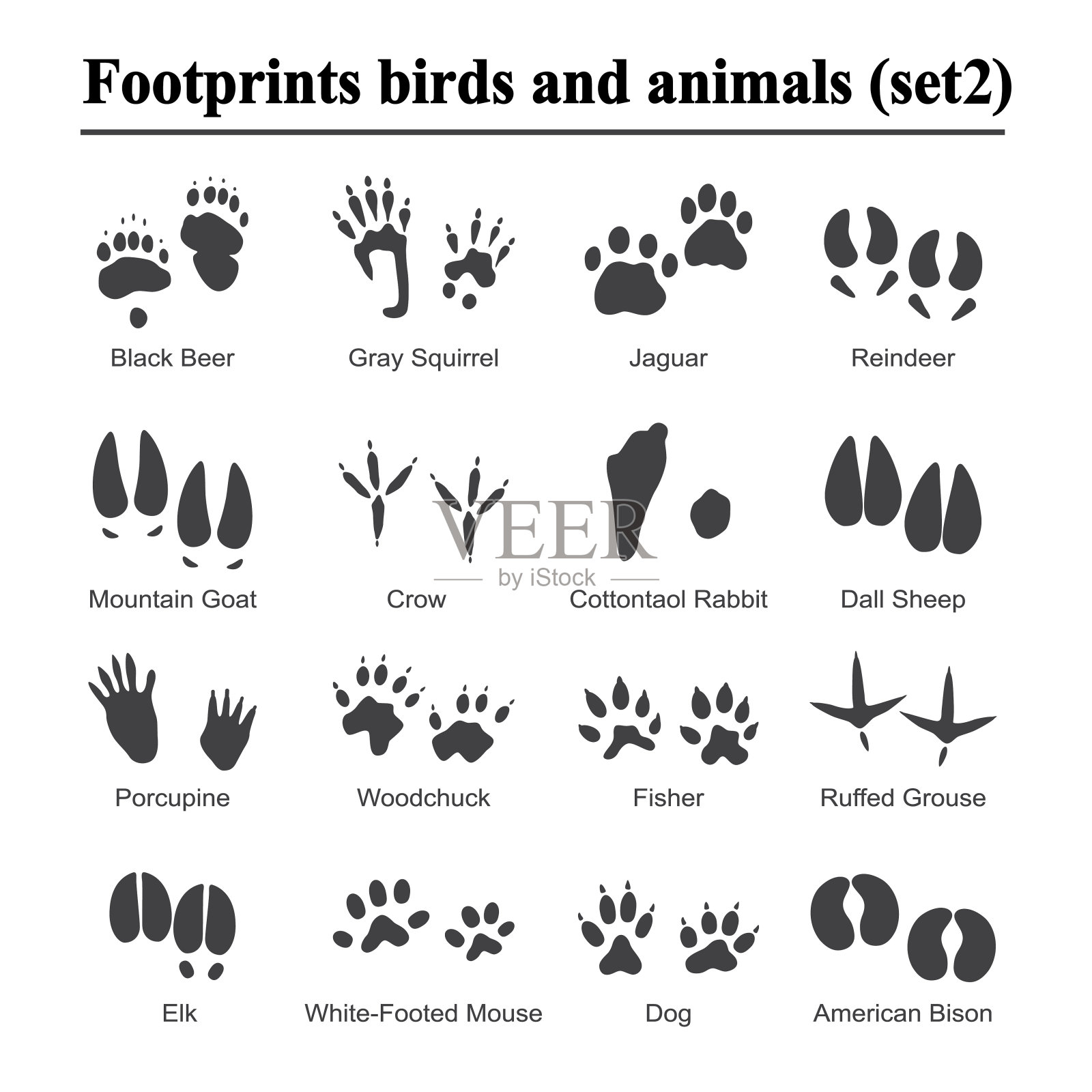 野生动物和鸟类的脚印，动物爪印向量集。各种动物的脚印，插图黑色剪影脚印插画图片素材
