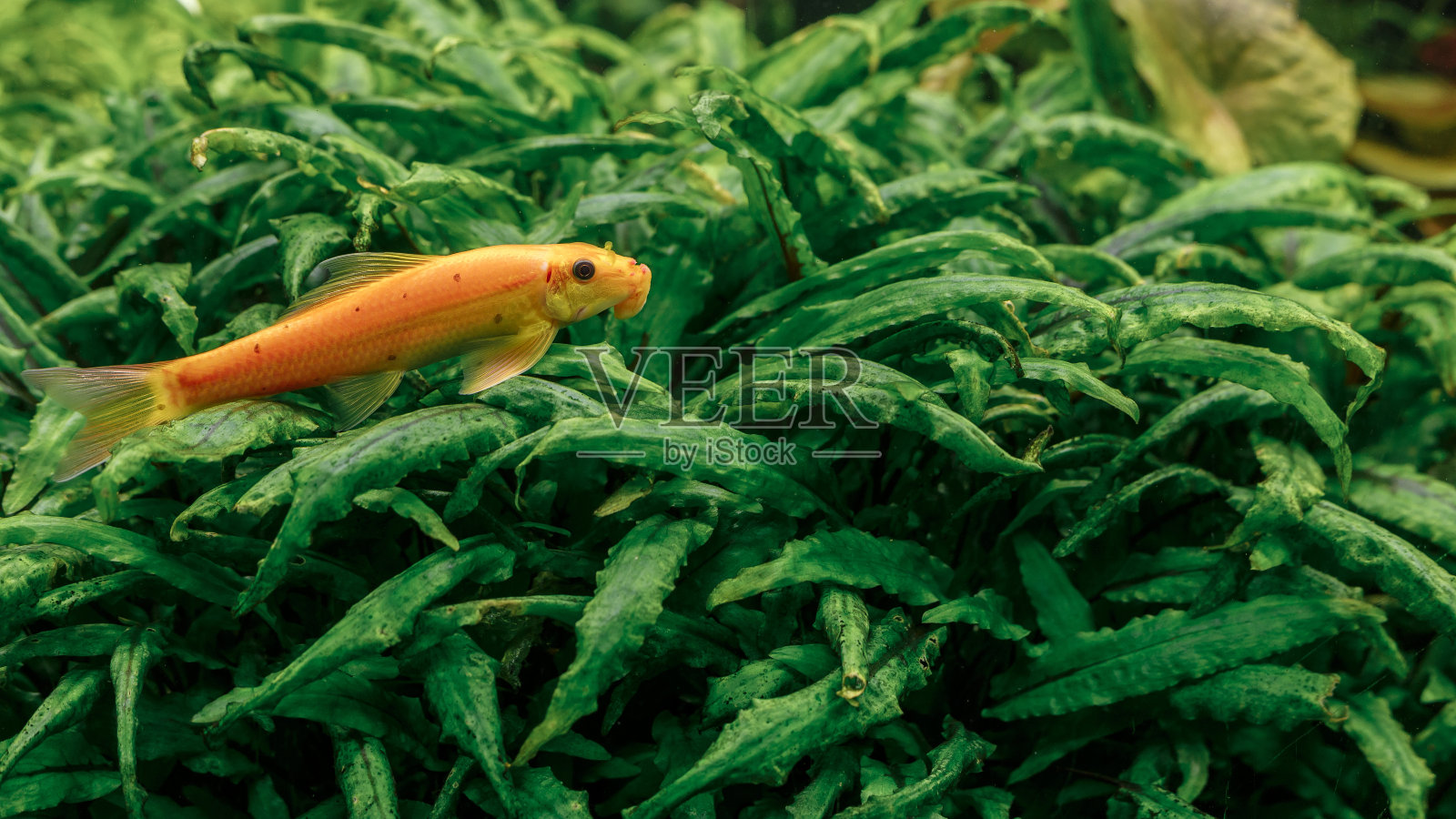 橙色的小鱼在淡水里游泳照片摄影图片