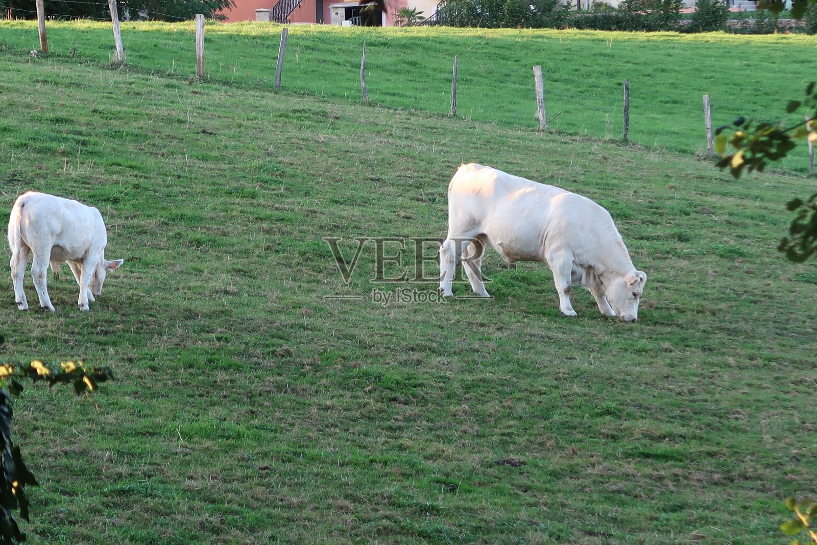 白牛照片摄影图片
