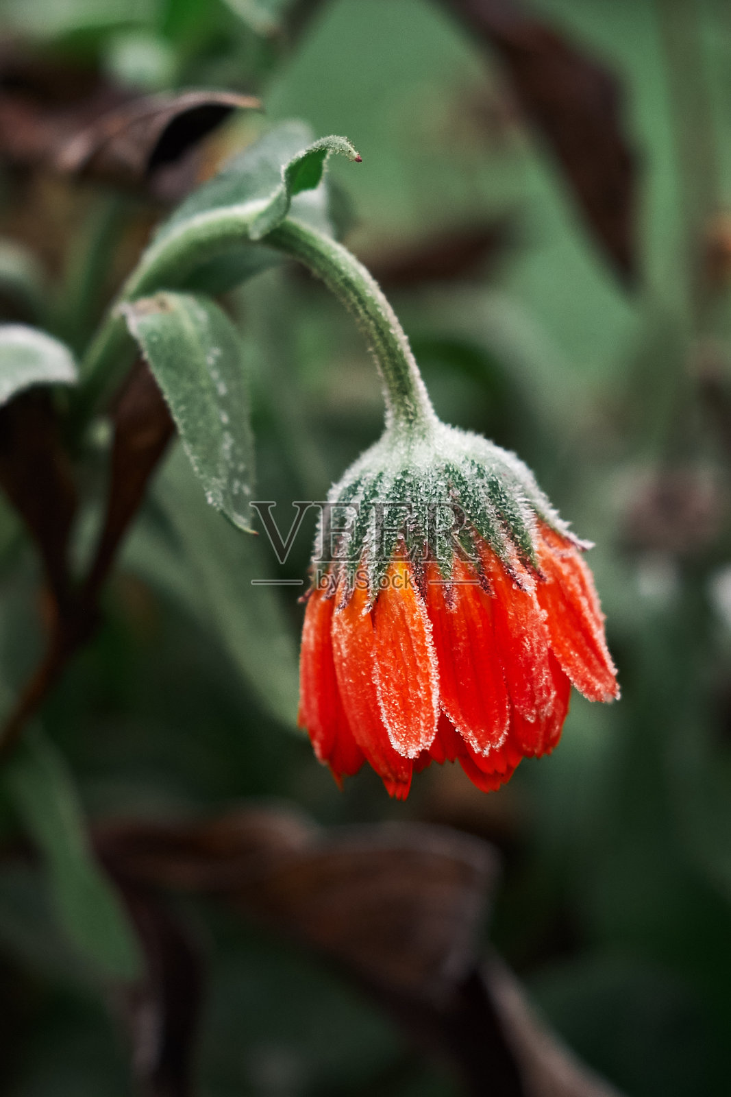 一个明亮的橙色金盏菊花在绿色的背景下被白霜覆盖在冬天的开始，特写照片摄影图片
