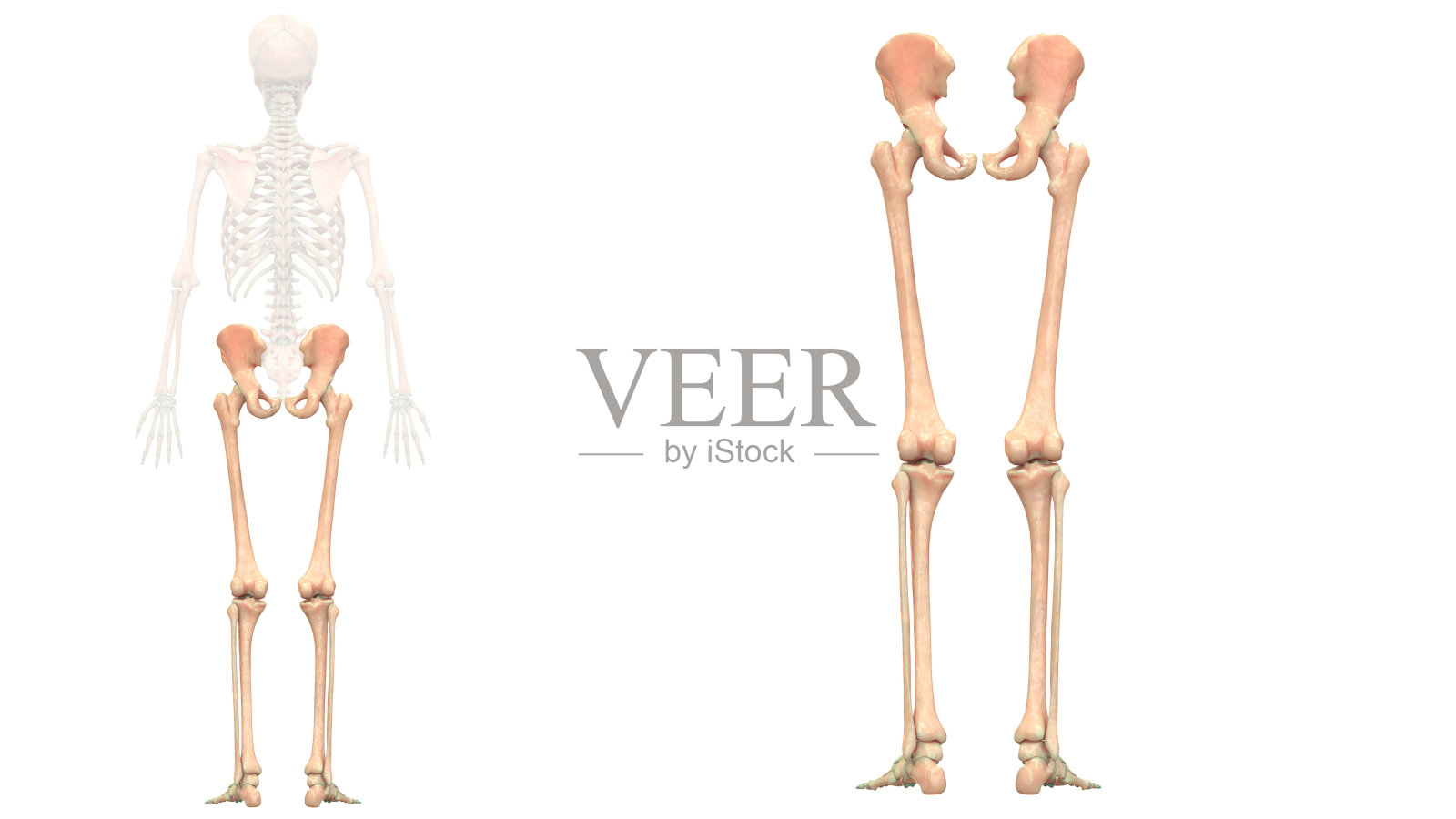 人体骨骼系统及下肢解剖学照片摄影图片