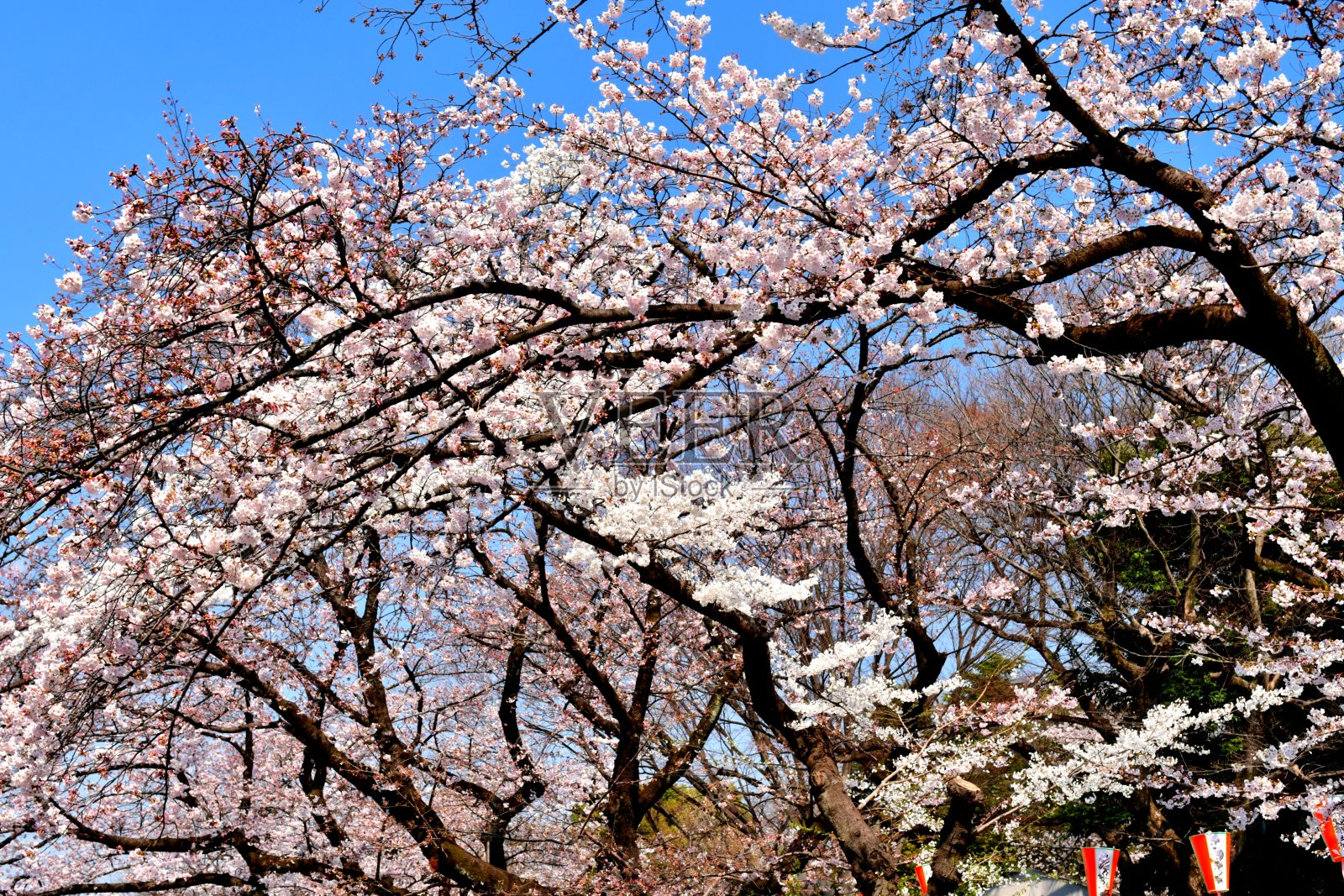 东京上野公园的樱花照片摄影图片