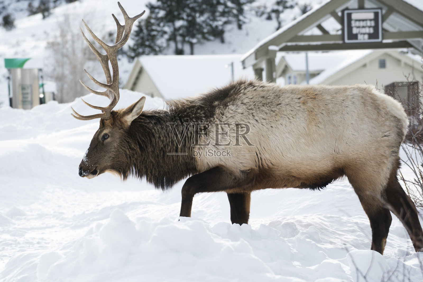 黄石公园雪中的麋鹿照片摄影图片