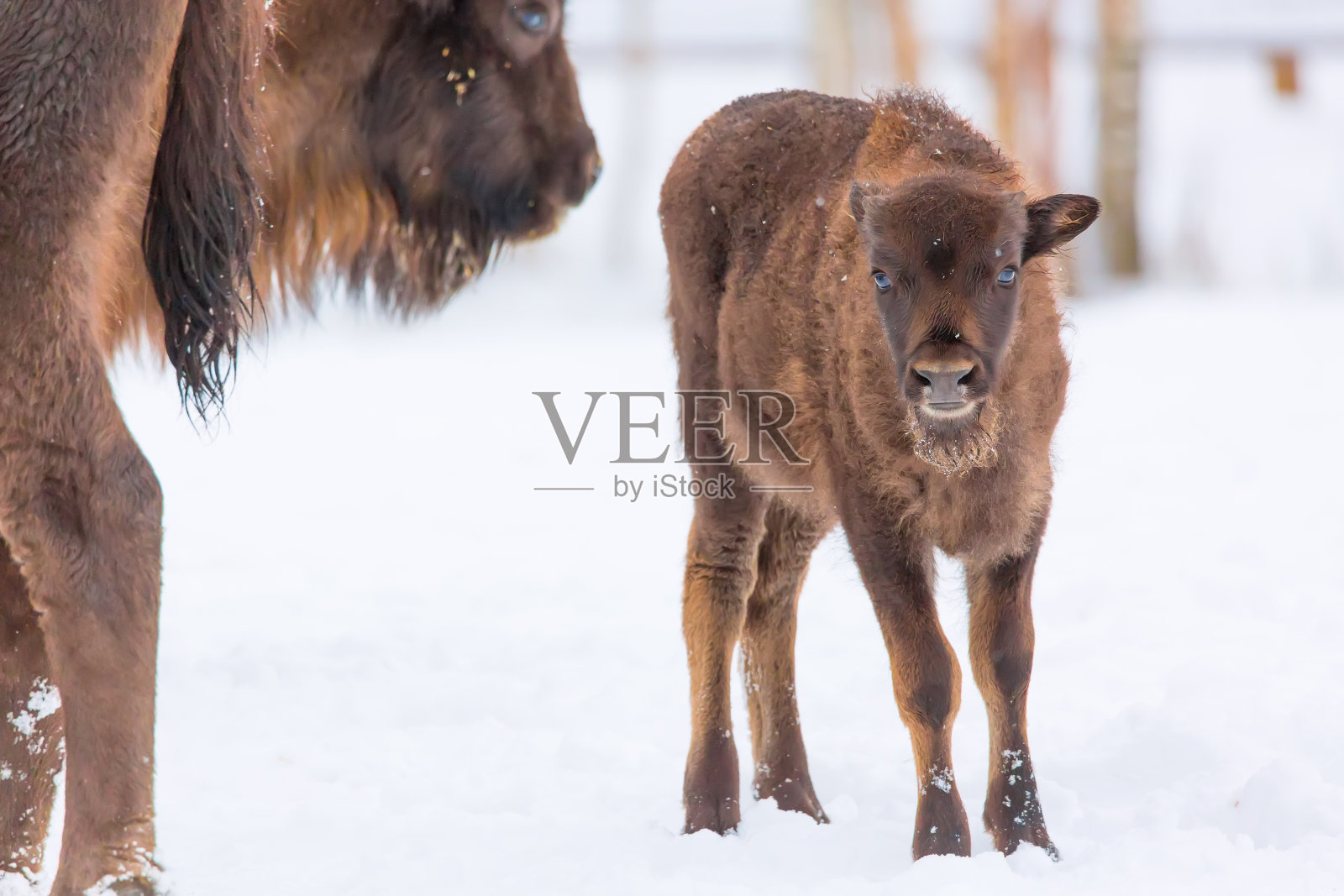 棕色野牛威森特家族附近的冬季森林有雪。小野牛靠近她的妈妈。一群欧洲野牛。自然栖息地。有选择性的重点。照片摄影图片