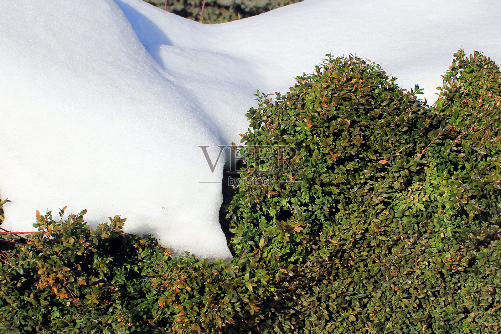 雪下的黄杨丛照片摄影图片