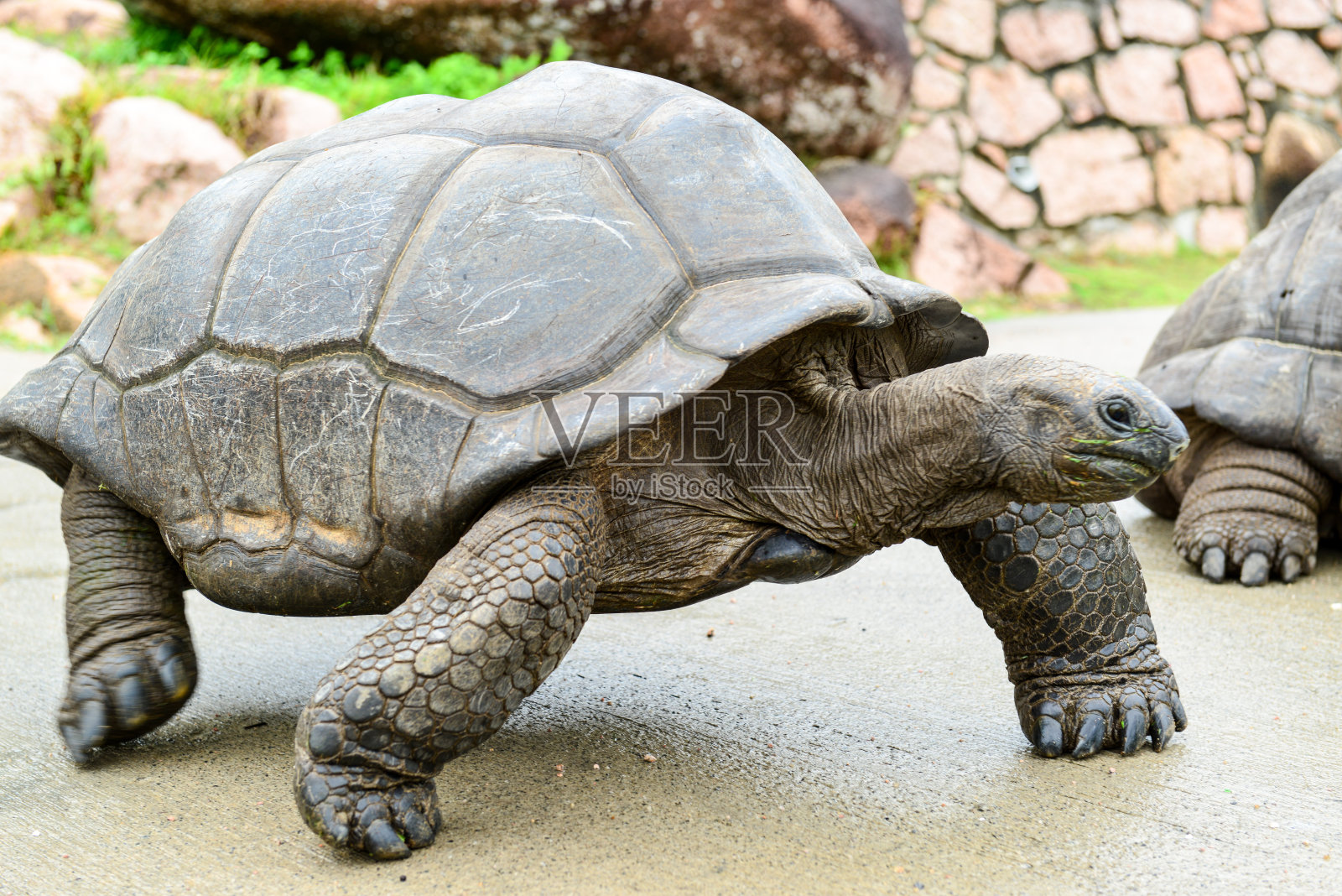 亚达伯拉巨龟，亚达伯拉契利斯巨龟照片摄影图片
