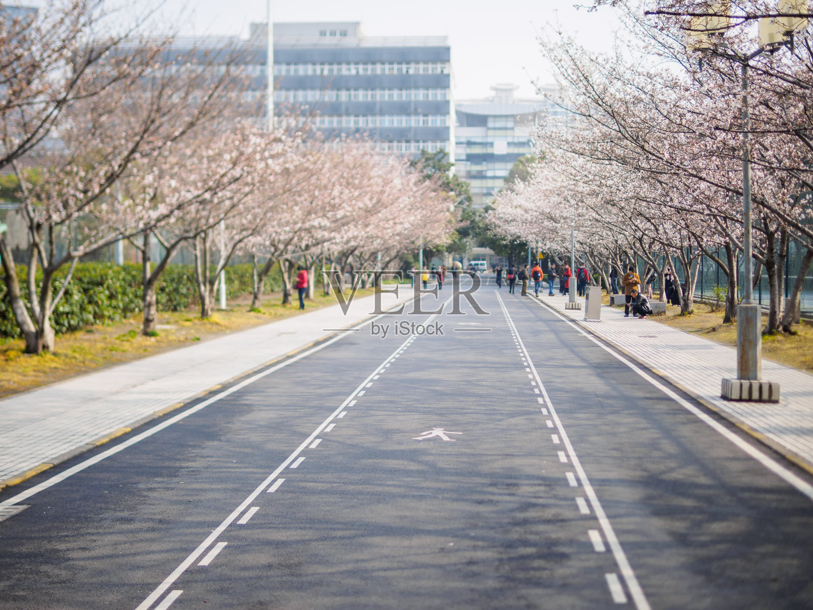 春日沥青路两旁盛开着美丽的樱花树，集中在它中间的路牌，模糊了行人和游客。照片摄影图片