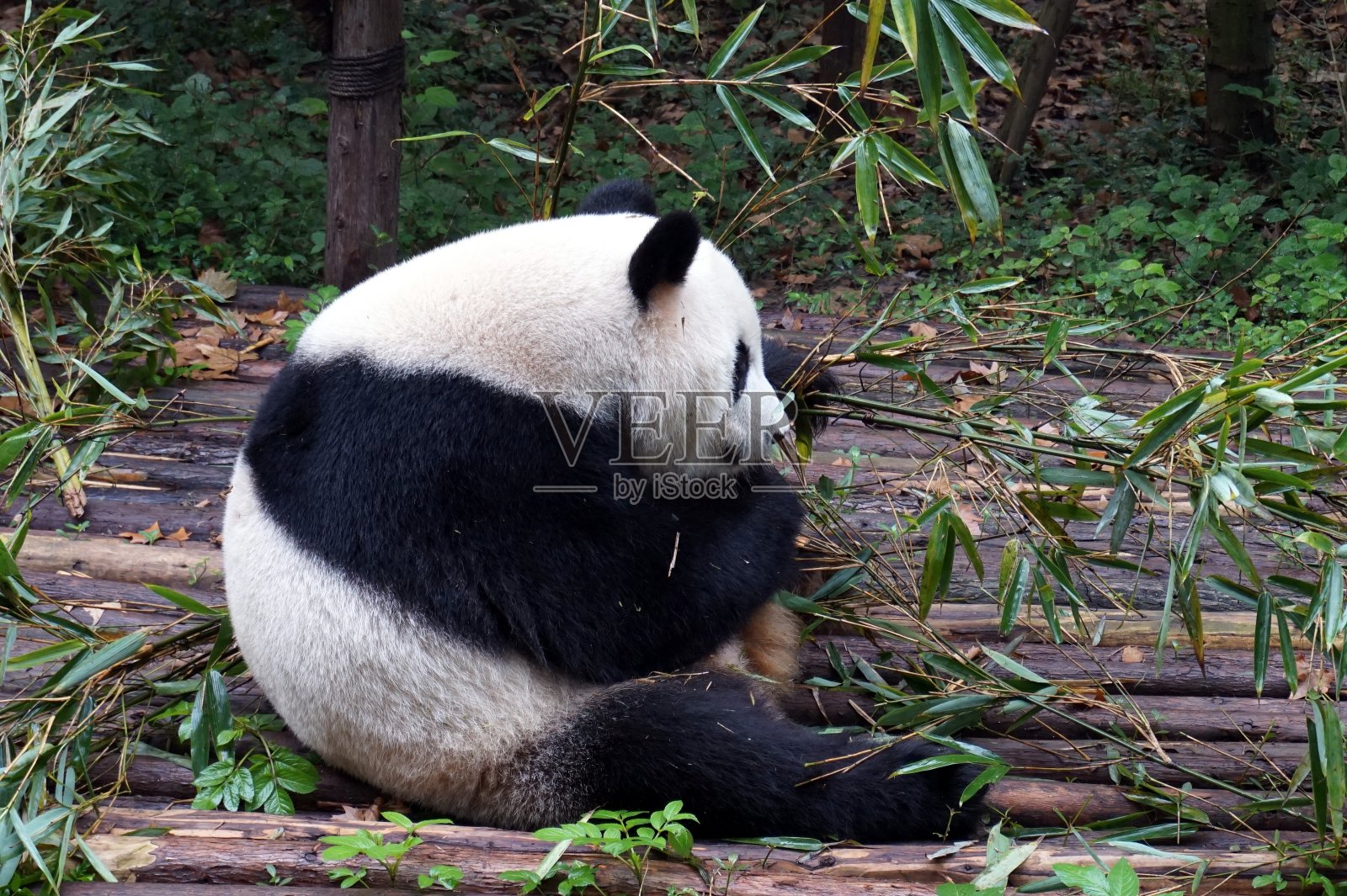 成都的一只大熊猫照片摄影图片