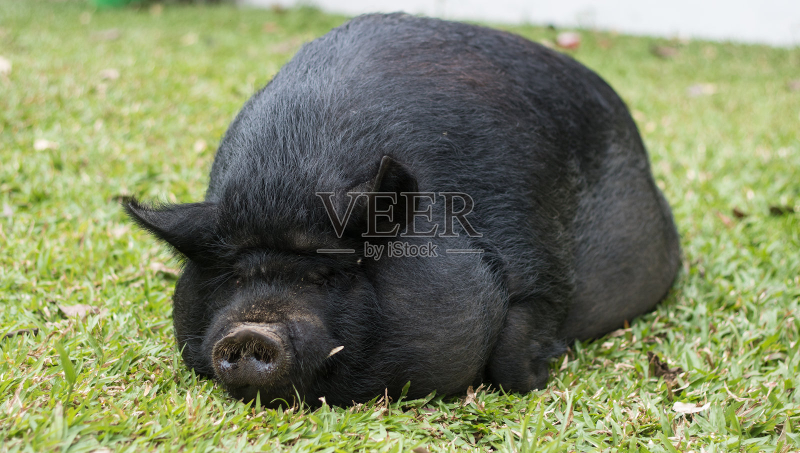 几内亚猪睡觉照片摄影图片