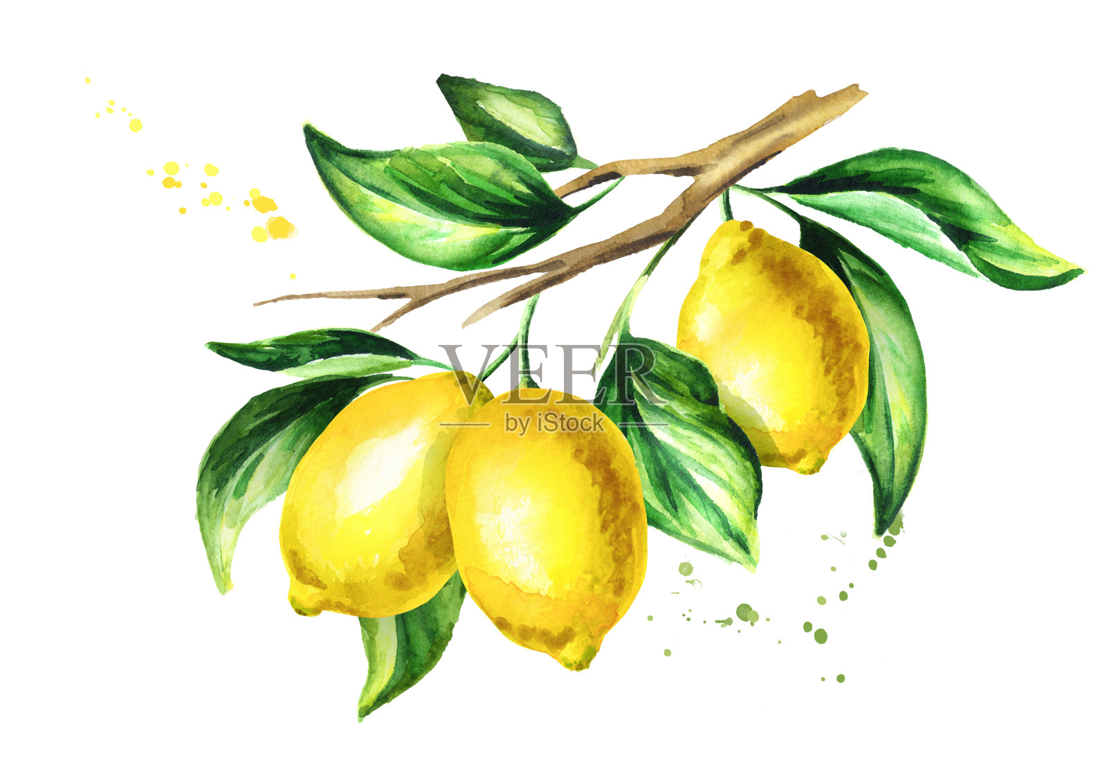 带有水果和叶子的柠檬枝。水彩手绘插图插画图片素材