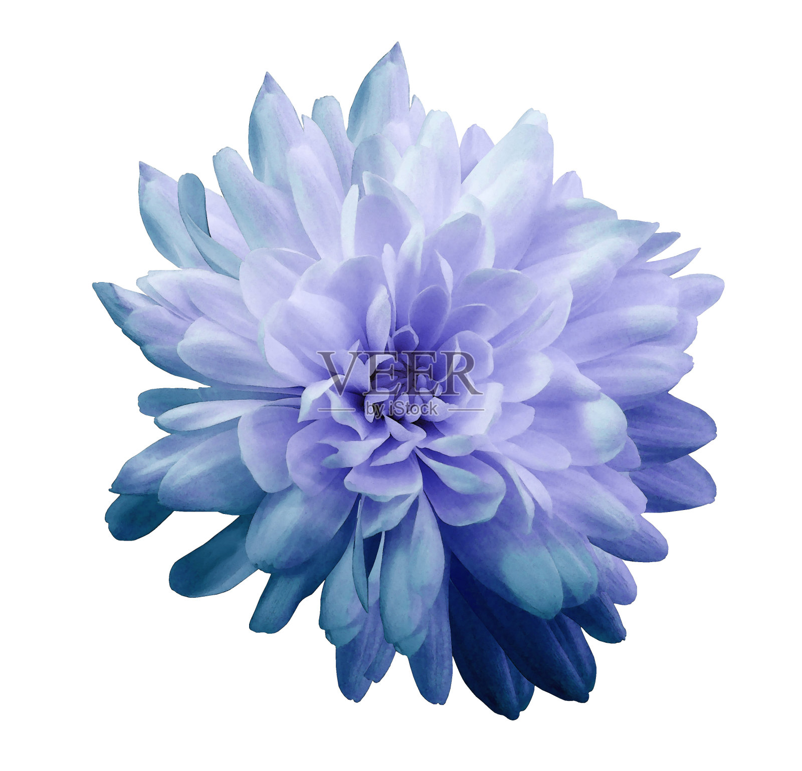 菊花蓝紫色的花在孤立的白色背景与修剪路径没有阴影。特写镜头。为设计。大自然。照片摄影图片