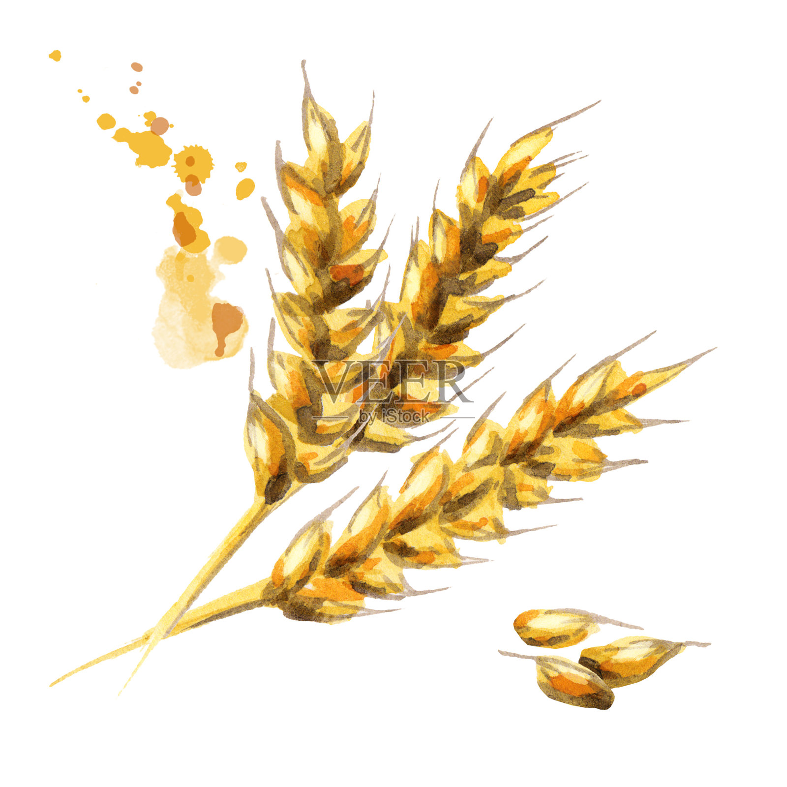大麦。麦芽。水彩插画图片素材