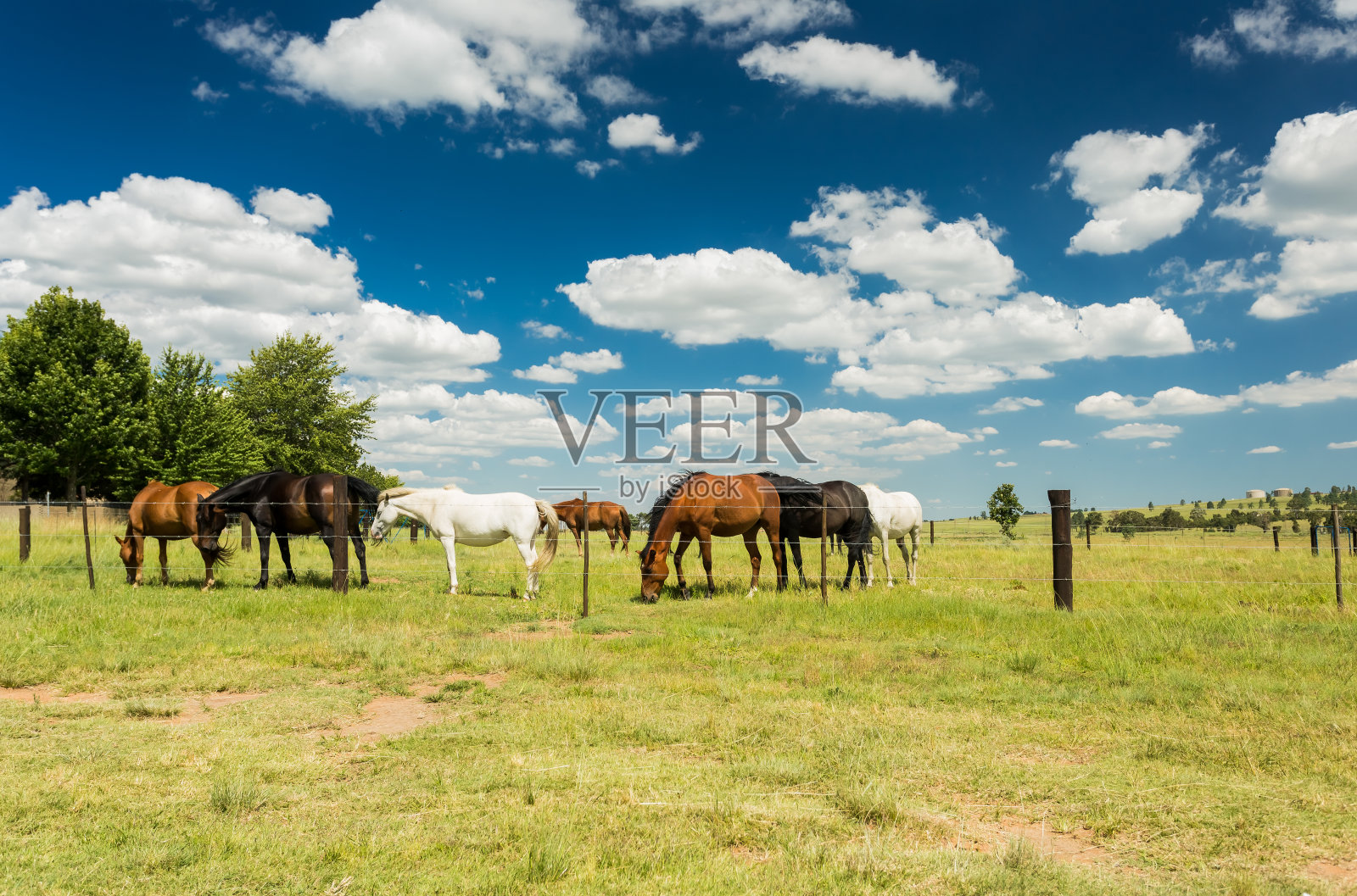 在篱笆后的乡间田野上吃草的小群马照片摄影图片