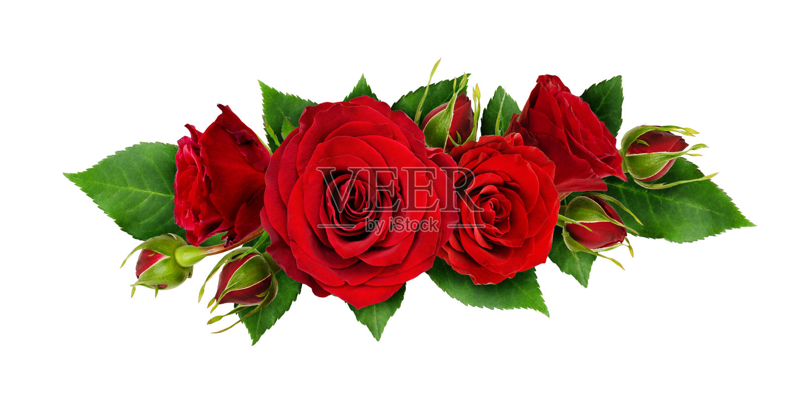 红玫瑰的花和叶排成一行照片摄影图片