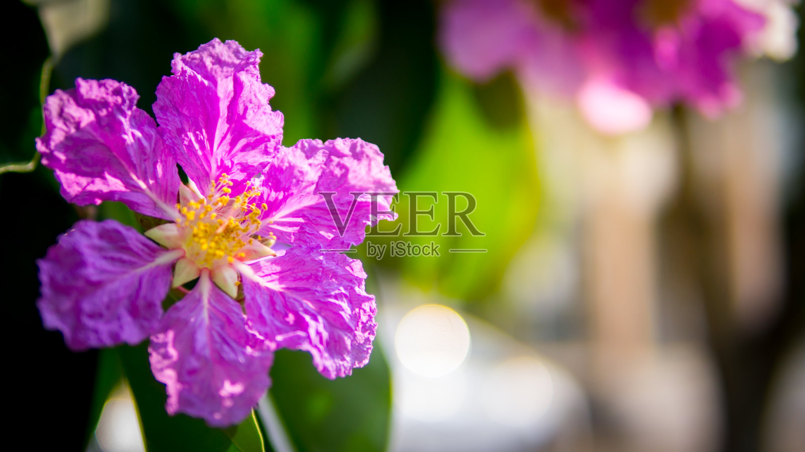 紫薇或泰国紫薇和基达邦格尔。它是百合科开花植物中的紫色和白色花种。照片摄影图片