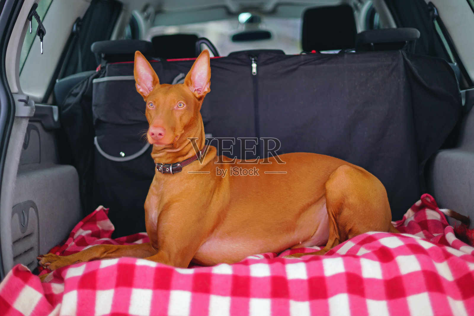 可爱的法老猎犬与一个皮革项圈躺在一个粉红色的毯子在汽车后备箱照片摄影图片