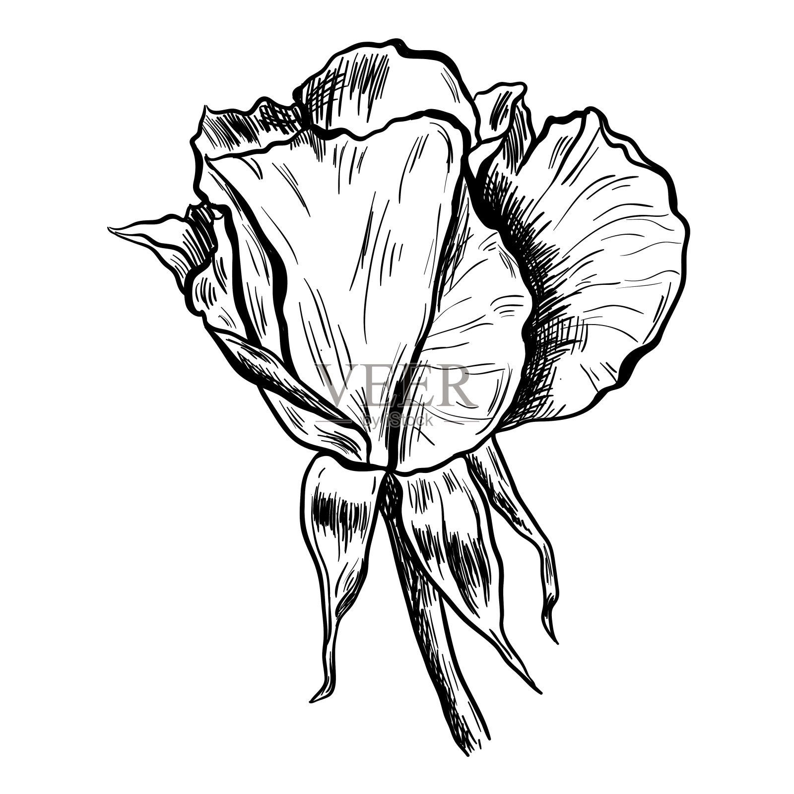玫瑰的荫下插图简笔画图片