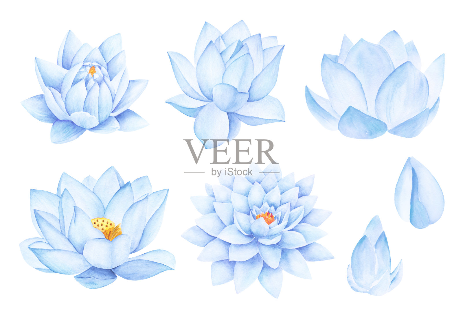 美丽的蓝色莲花。水彩插图。设计元素图片