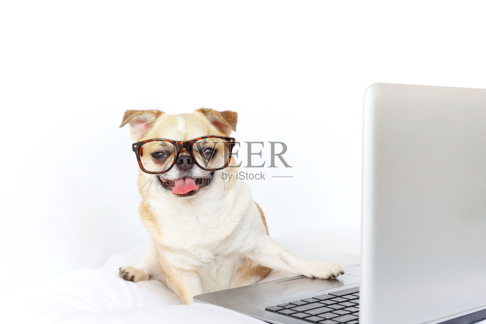 狗用笔记本电脑工作。照片摄影图片