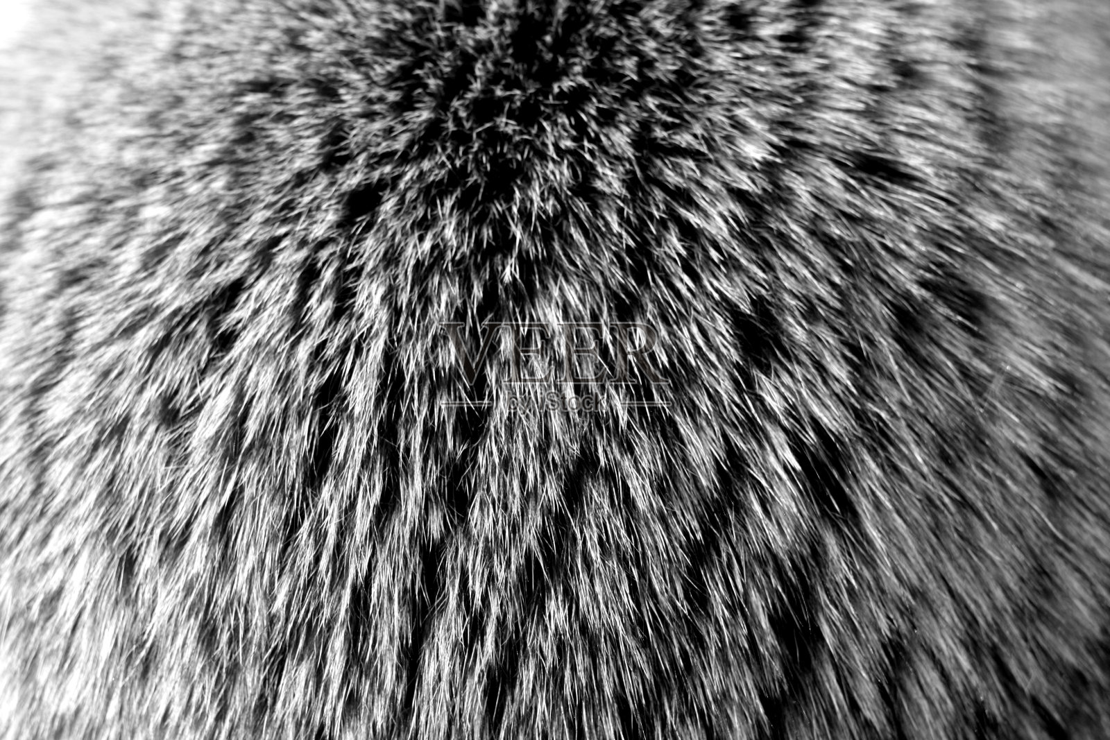 天然毛皮背景，黑白模糊效果照片摄影图片