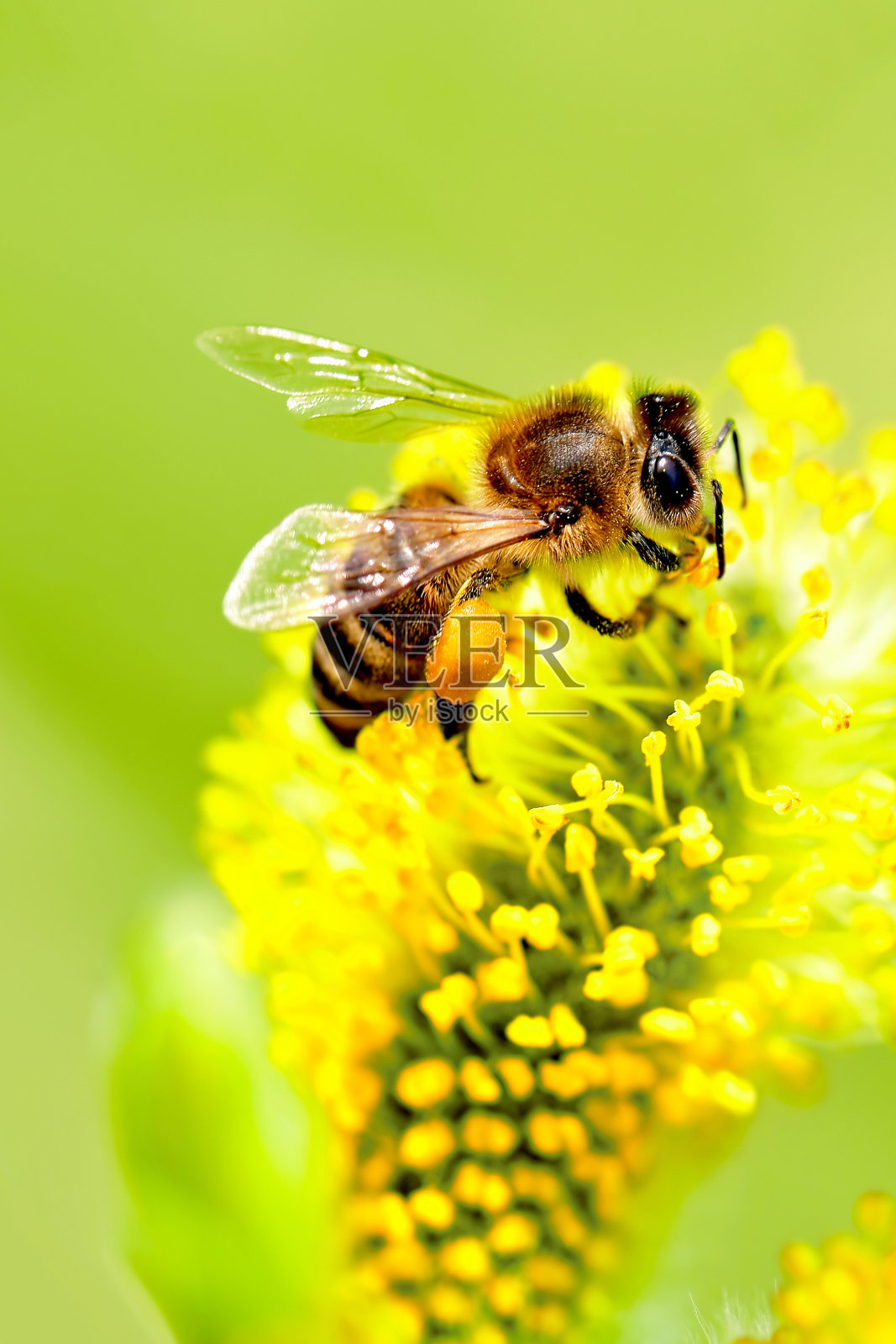 蜜蜂采集花蜜(与copyspace)照片摄影图片