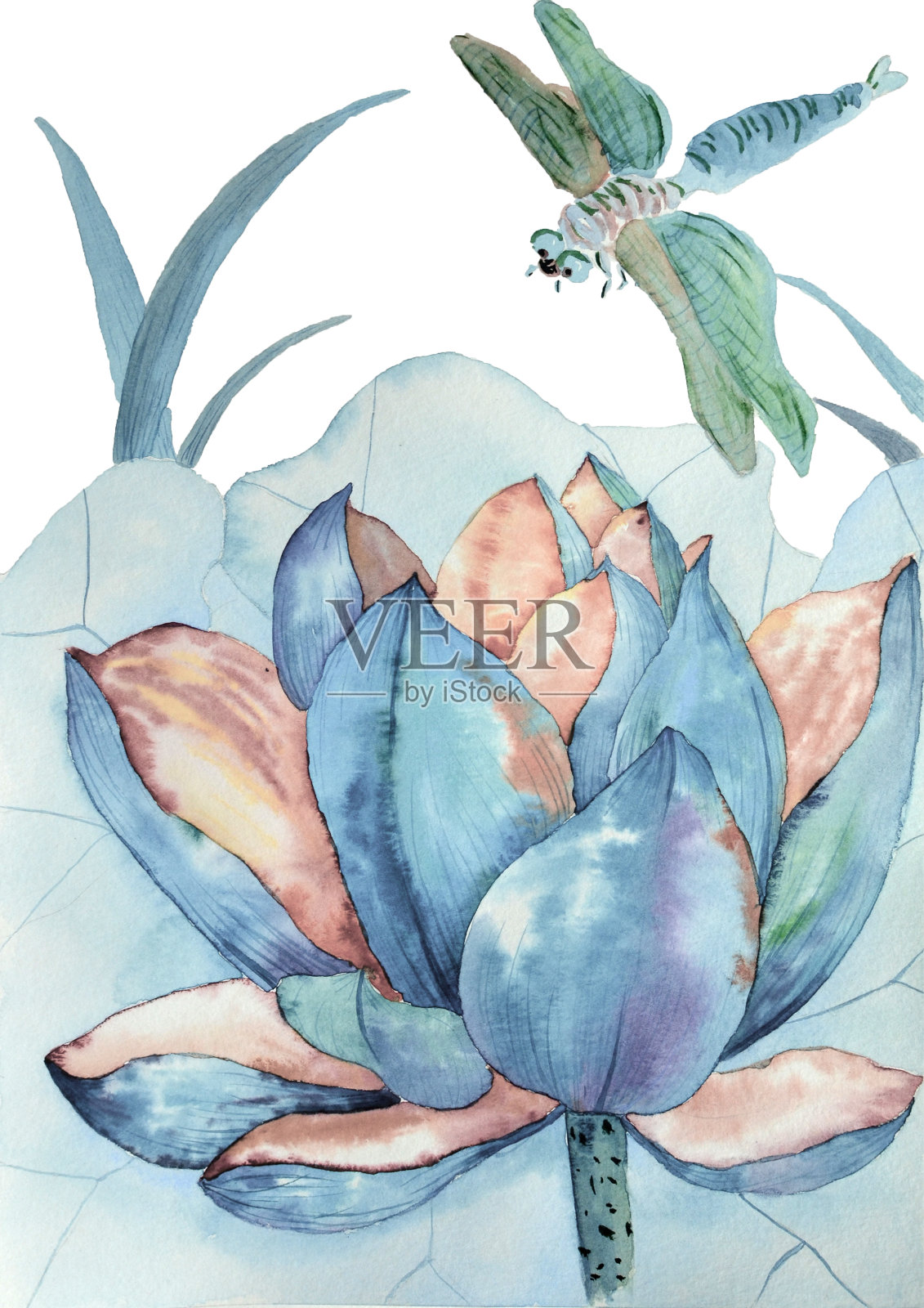 蓝莲花和蜻蜓的原画水彩画插画图片素材