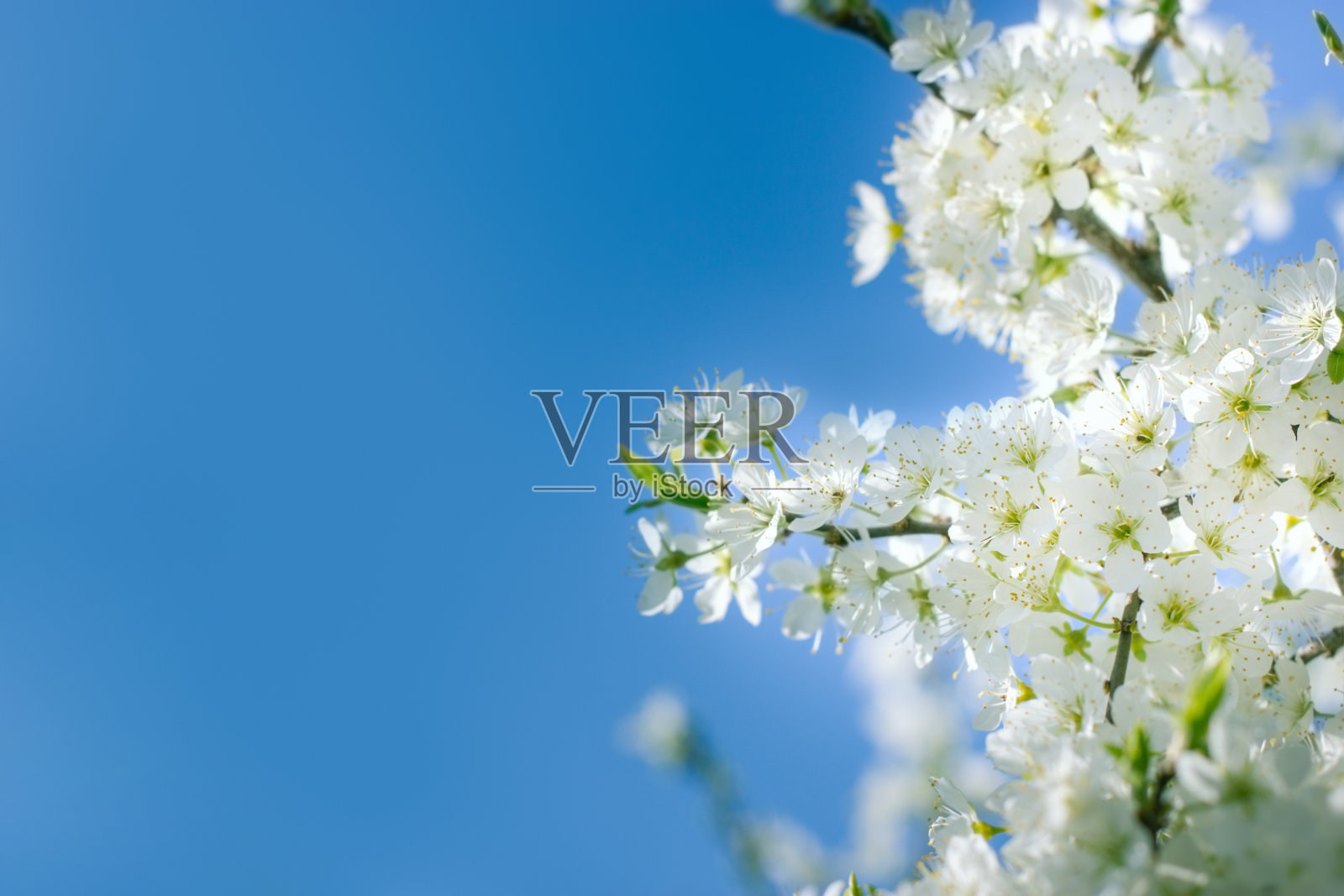 开花的果树，开花的果枝，蔚蓝的天空，美丽的大自然照片摄影图片