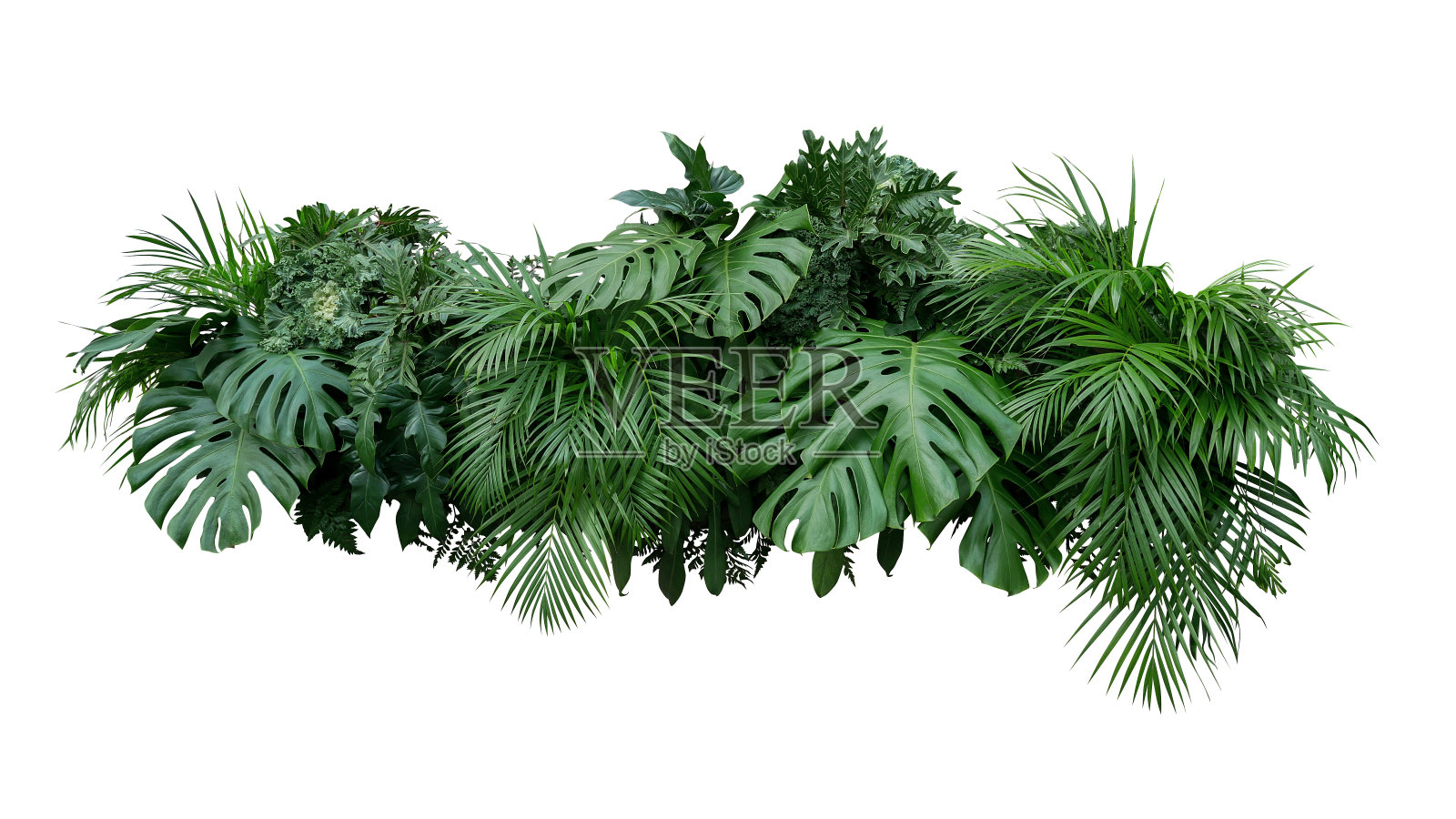 热带树叶，植物，灌木，插花自然背景孤立在白色的背景，修剪路径包括。照片摄影图片