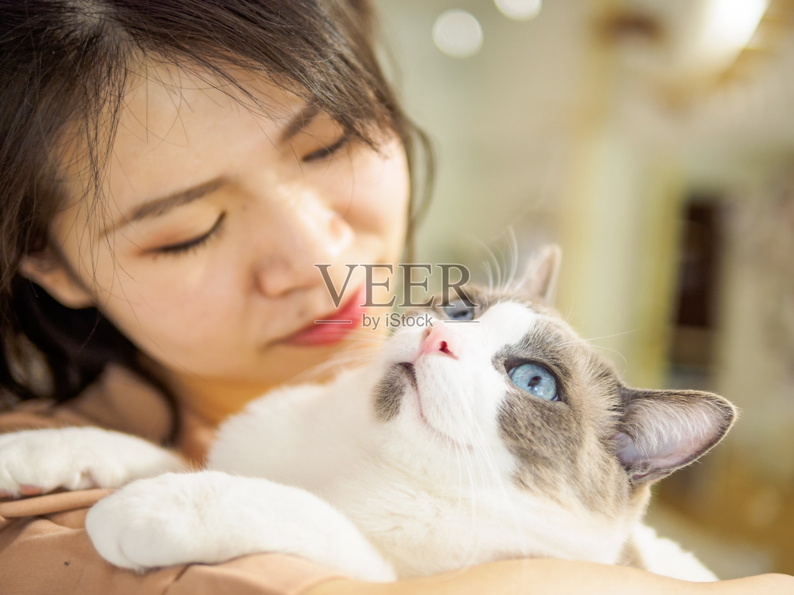 美丽的棕白色布娃娃猫躺在女人的肩膀上，向上看，盯着猫的眼睛。照片摄影图片