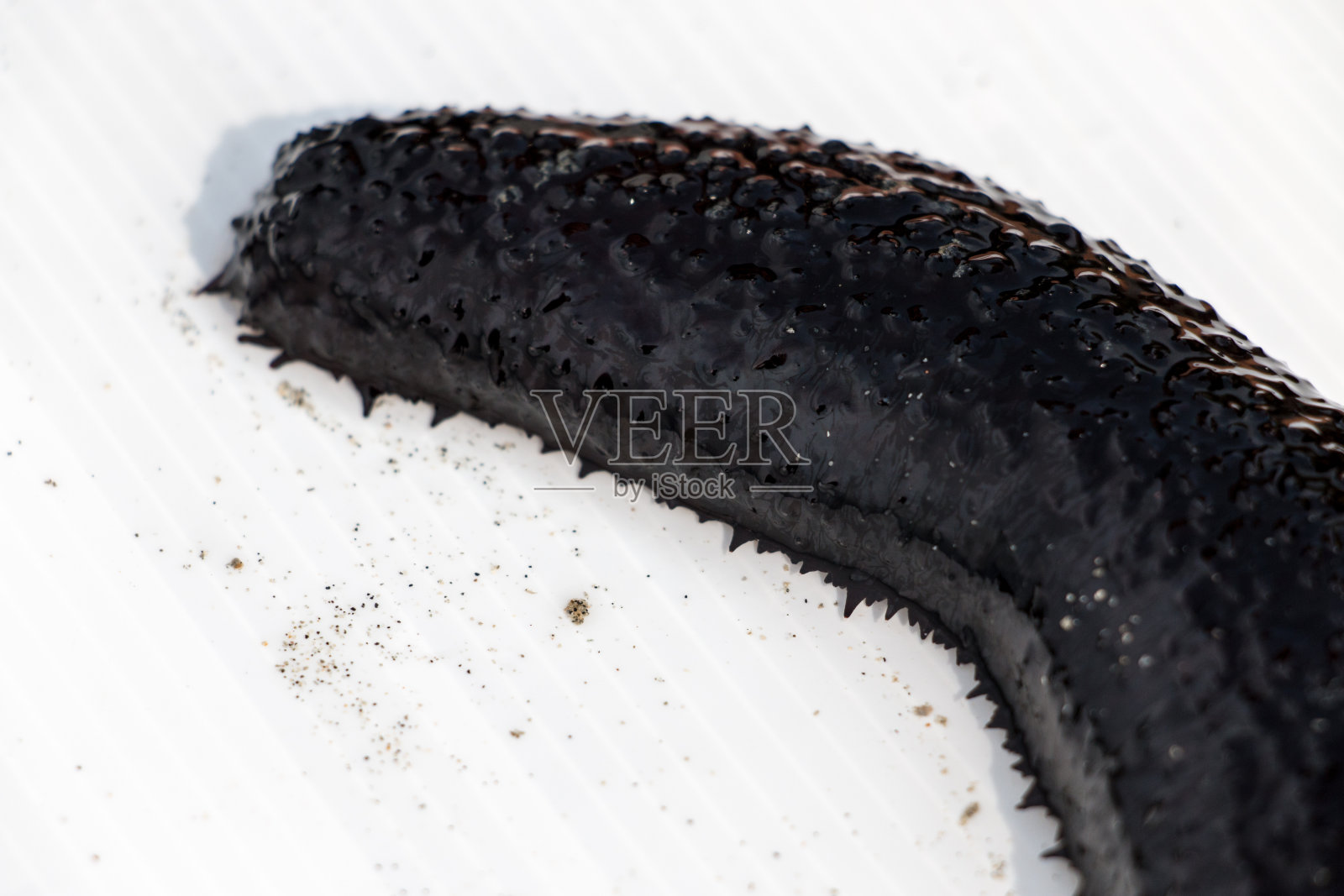 海参是海洋教育类海参纲的棘皮动物。照片摄影图片