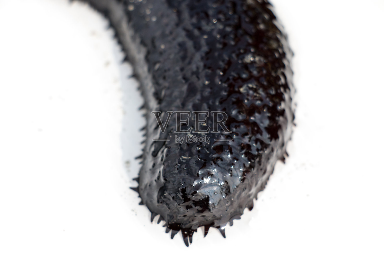 海参是海洋教育类海参纲的棘皮动物。照片摄影图片
