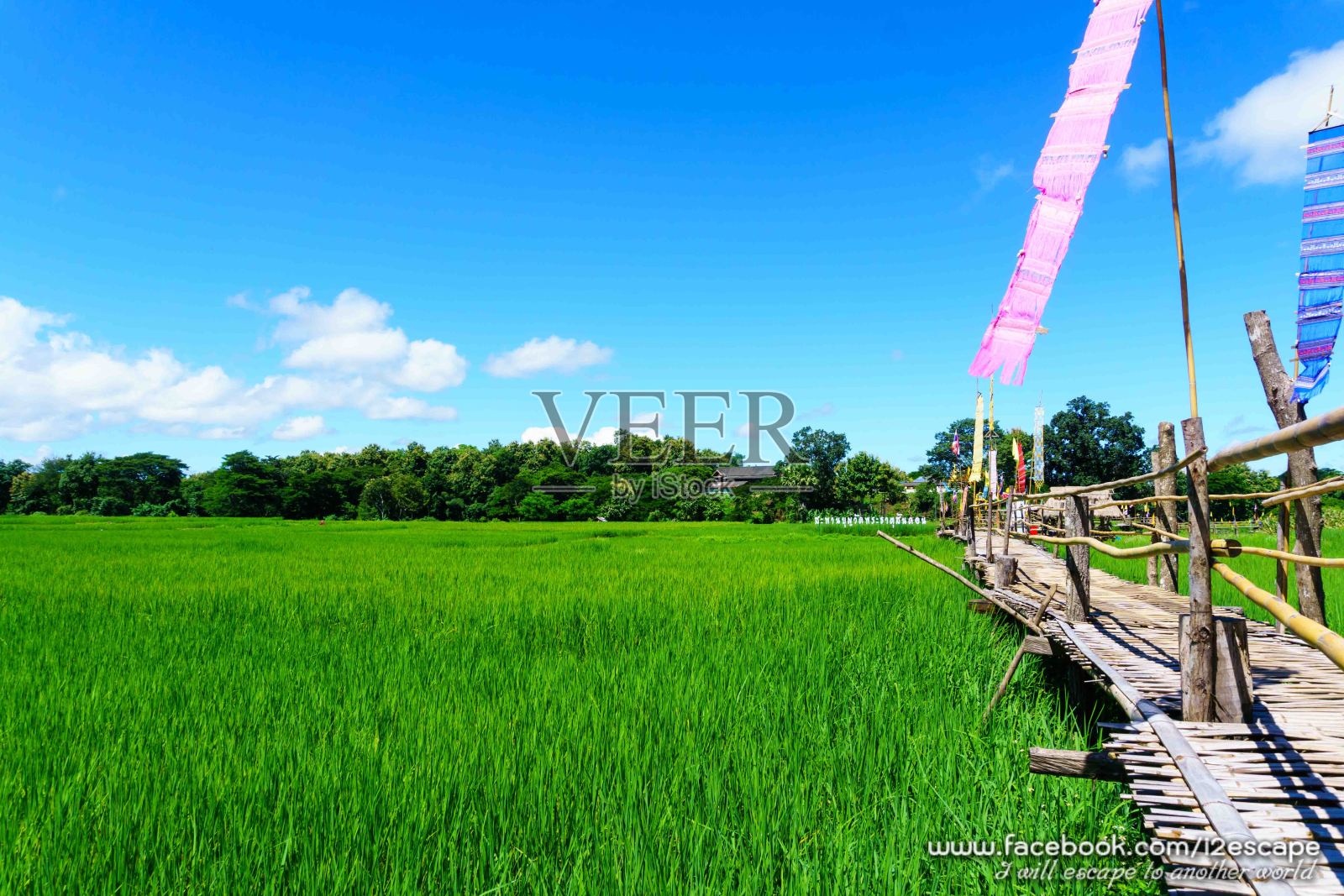 美丽的乡村竹桥横跨稻田，蓝天白云在阳光明媚的乡村。南邦，泰国北部。桥名“Sapan Boon Wat Pa That San Don”照片摄影图片
