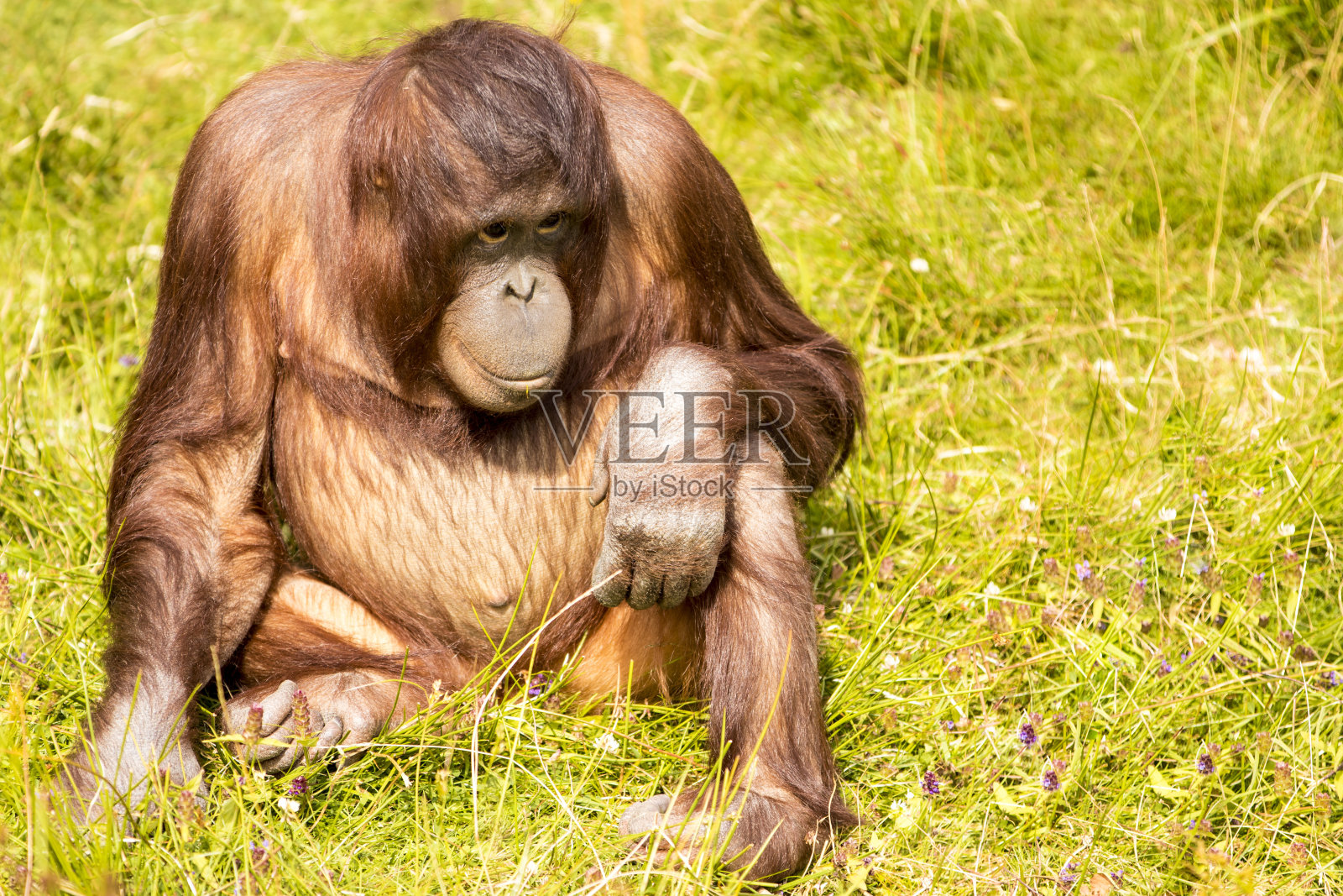 坐在婆罗洲的猩猩照片摄影图片