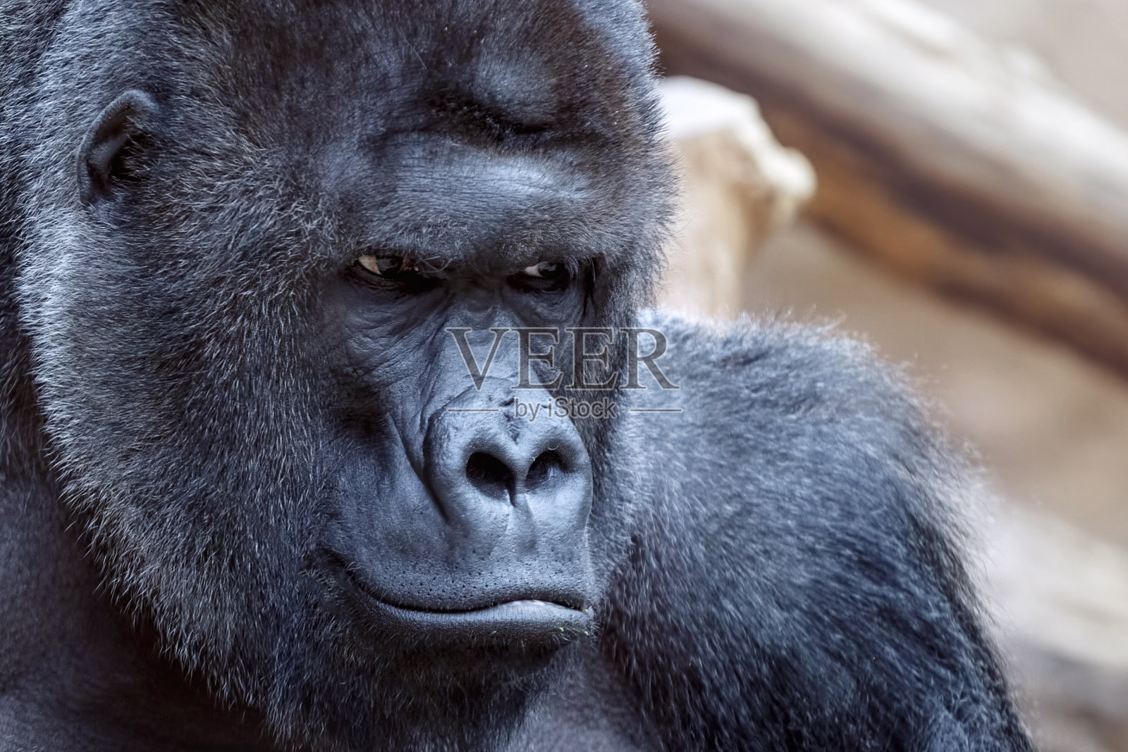 愤怒的大猩猩的肖像照片摄影图片