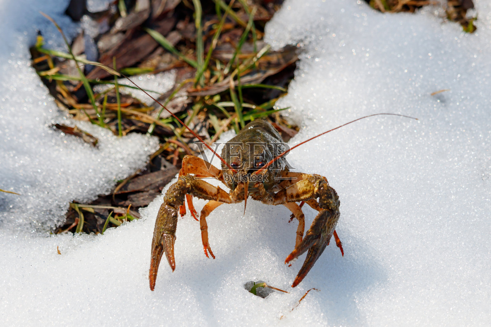 在一个阳光明媚的春日，蟹在池塘的雪岸上照片摄影图片