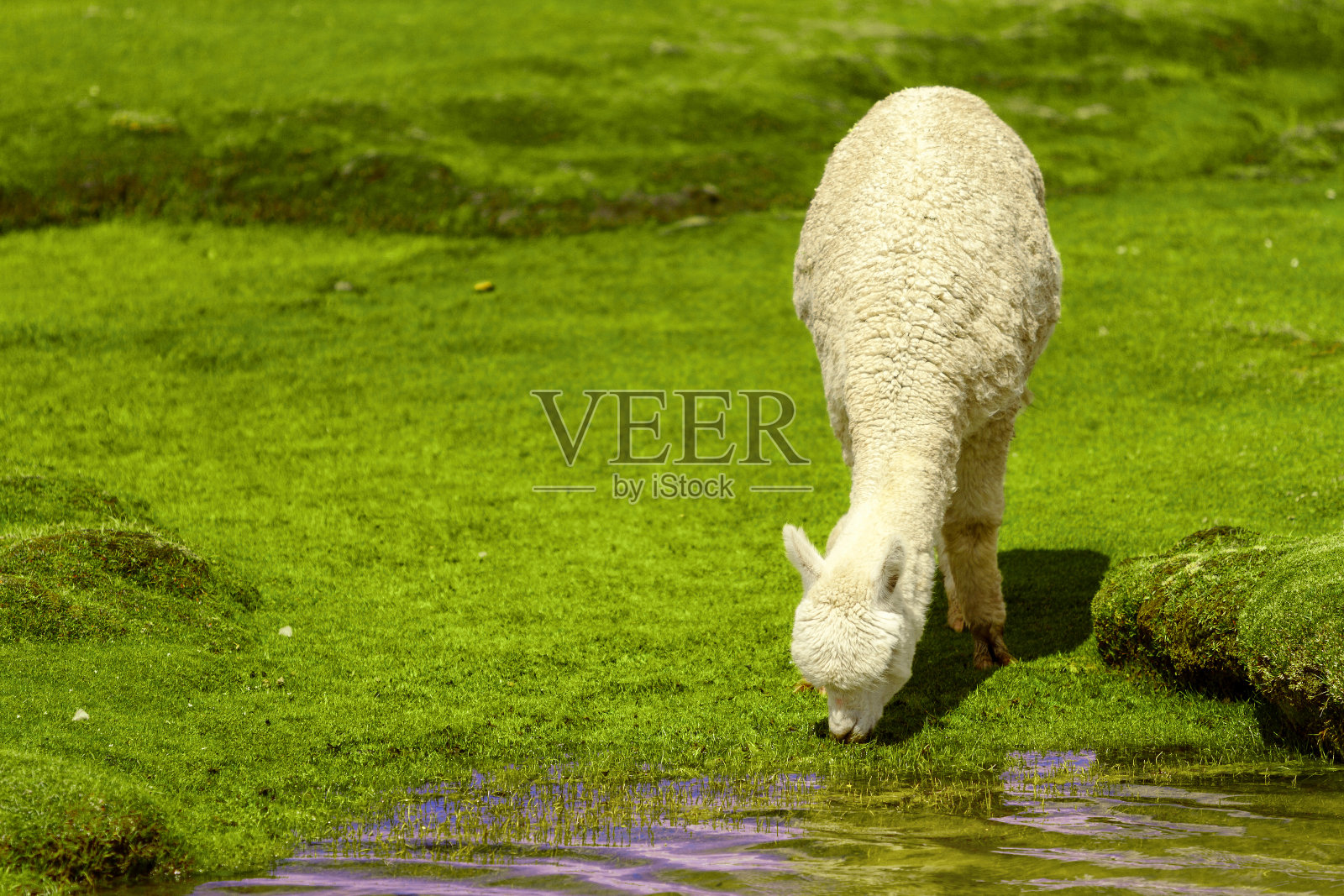 秘鲁阿雷基帕自然保护区的白羊驼喝水照片摄影图片