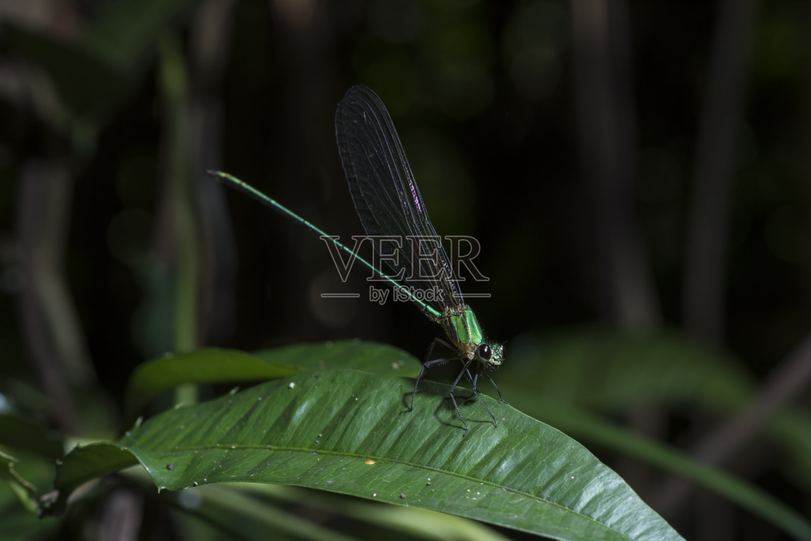 热带森林中的绿色蜻蜓照片摄影图片