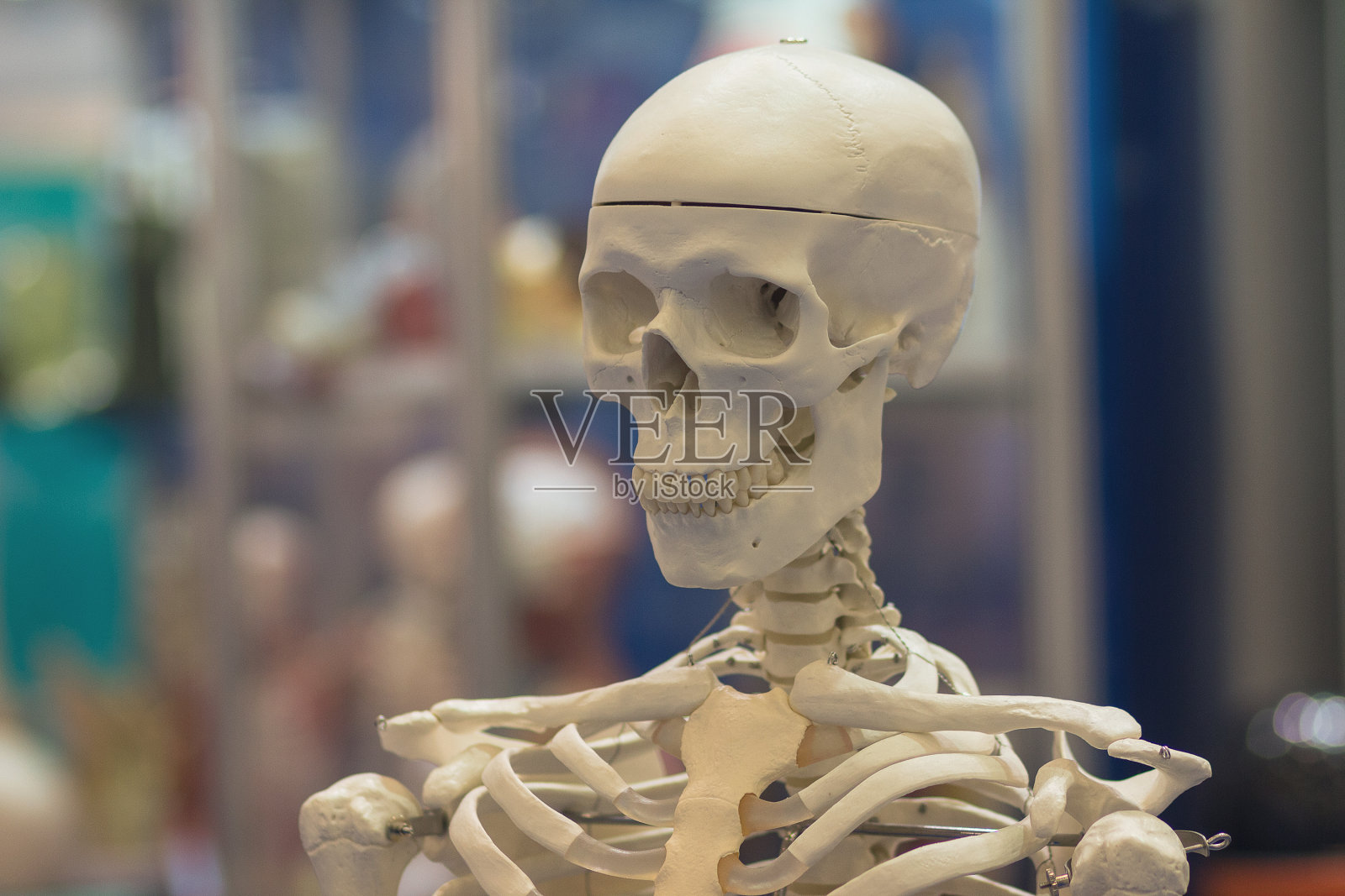 人体骨骼模型作为医疗工具照片摄影图片
