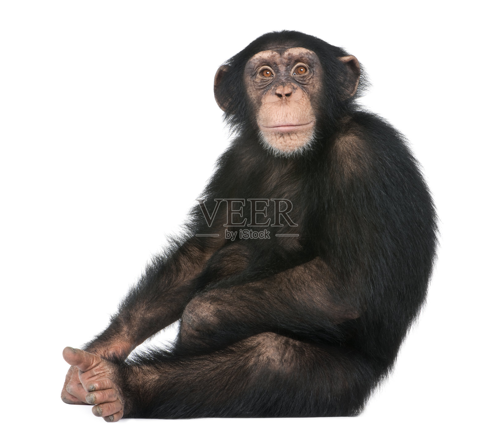 年轻的黑猩猩坐在-猿猴(5岁)在一个白色的背景照片摄影图片