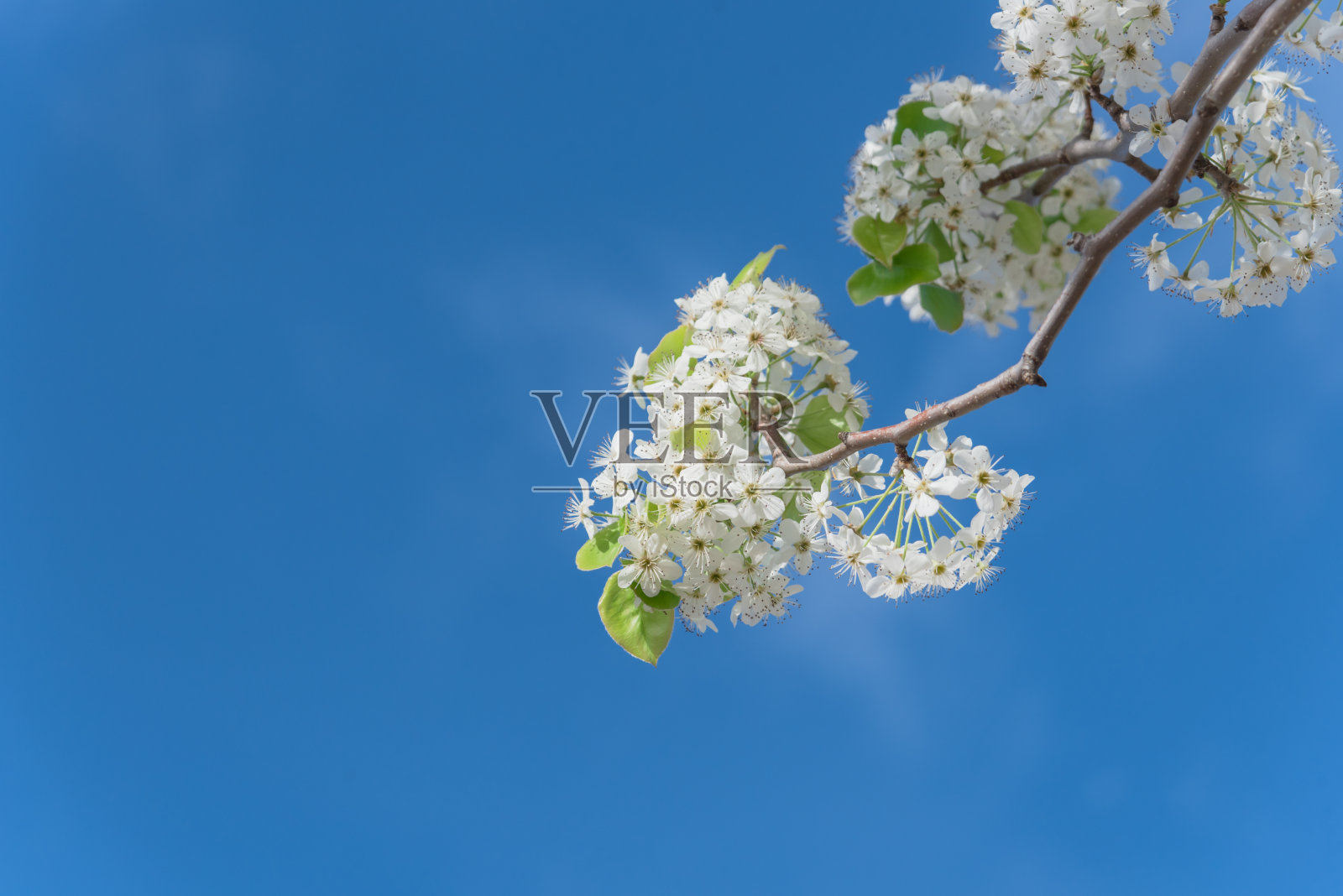 开花的布拉德福德梨树在春天开花的欧文，得克萨斯州，美国照片摄影图片