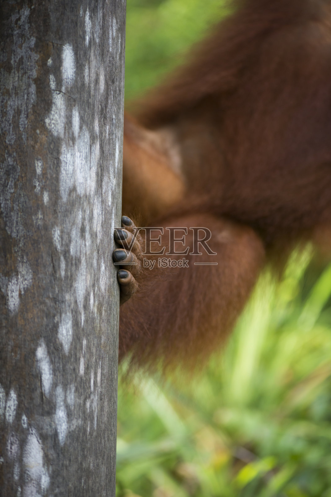 印度尼西亚丹戎普廷国家公园的猩猩脚趾甲照片摄影图片