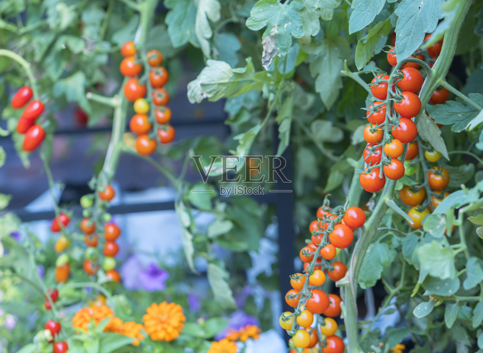 在花园里准备的西红柿照片摄影图片