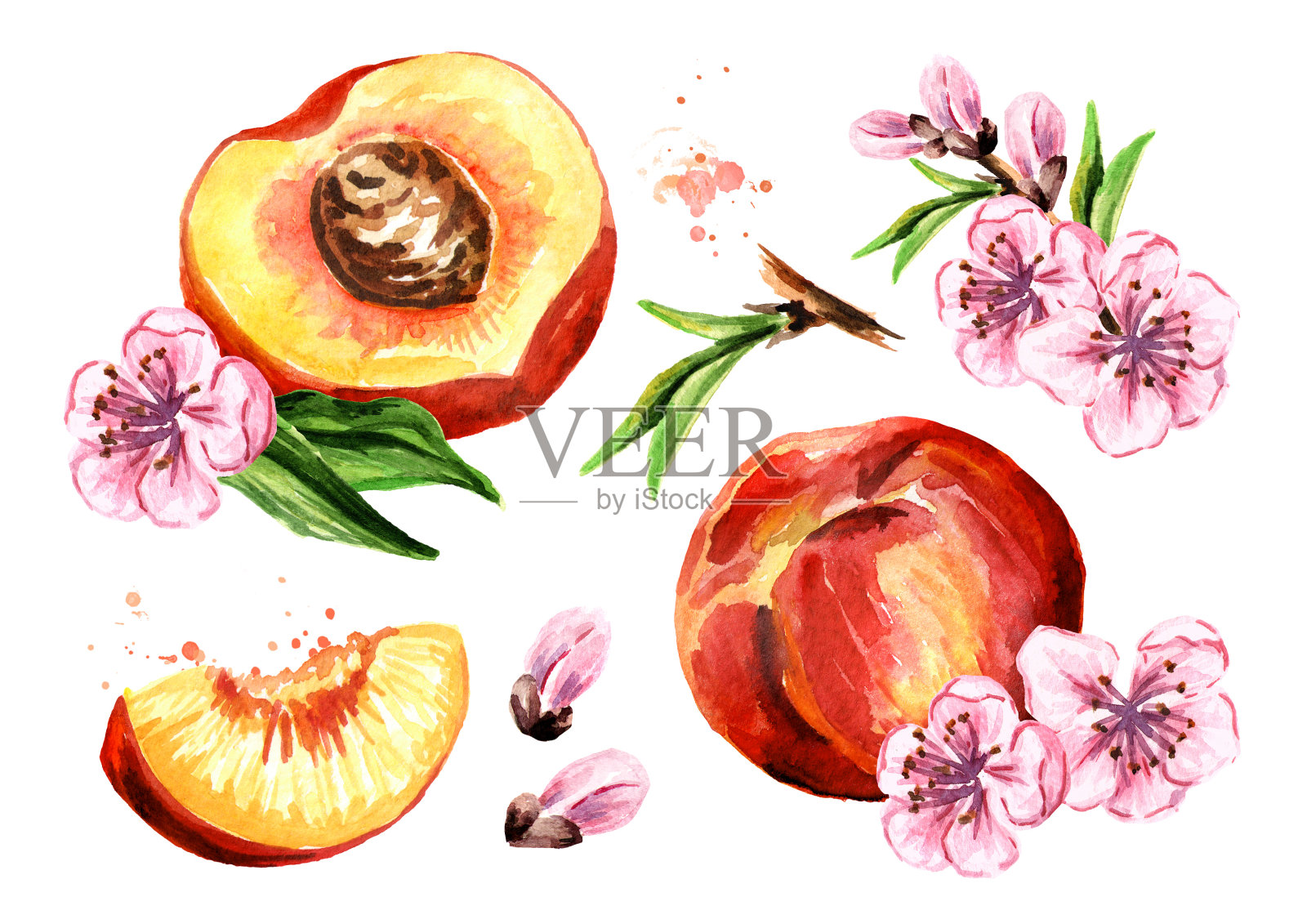 桃子，水果和花集合。水彩手绘插图，孤立的白色背景插画图片素材