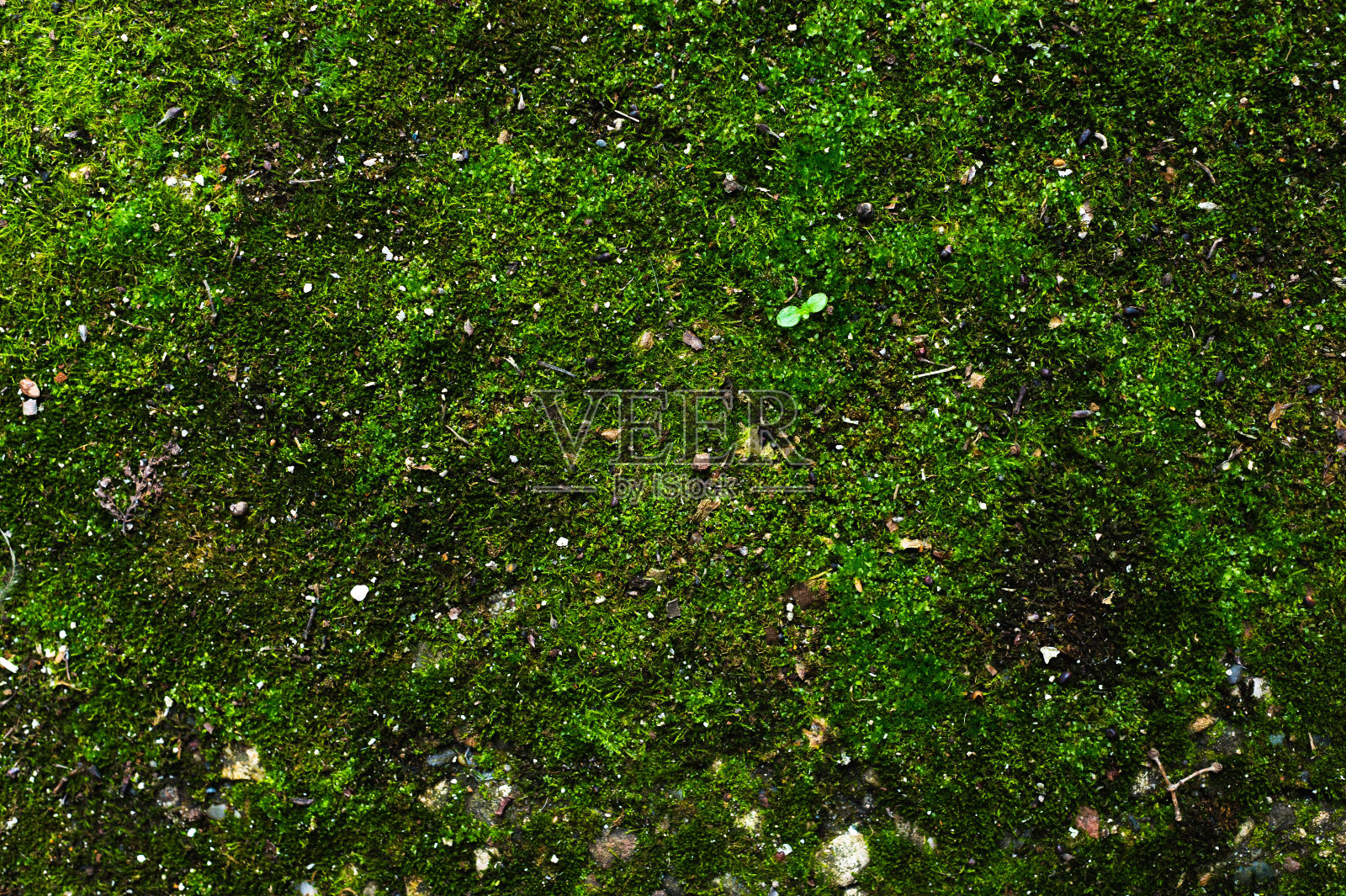 特写的一个春天的背景沥青地面覆盖着多汁的绿色苔藓。表面长满青苔，有零星的石头和小碎片照片摄影图片