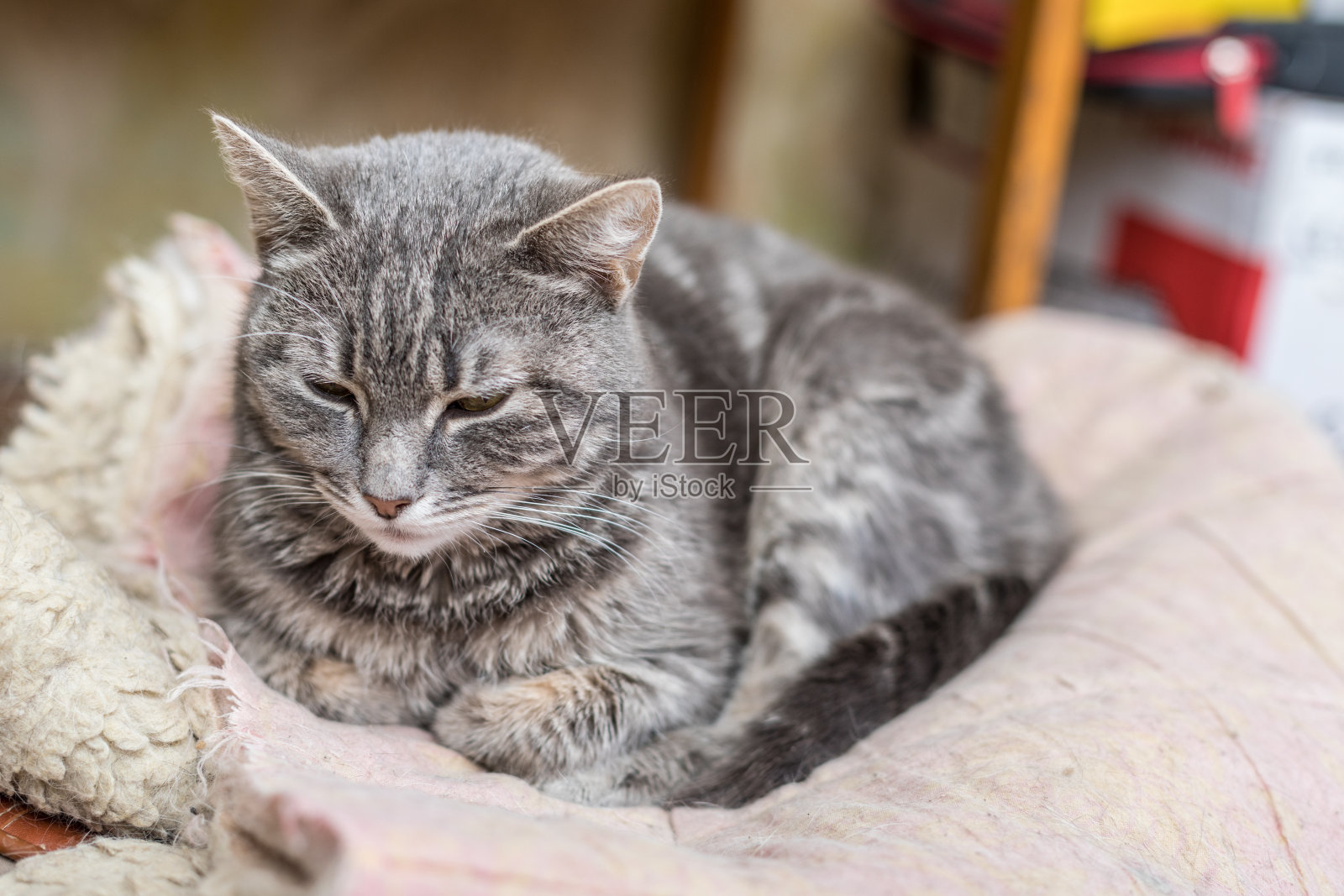 可爱有趣的虎斑灰猫照片摄影图片